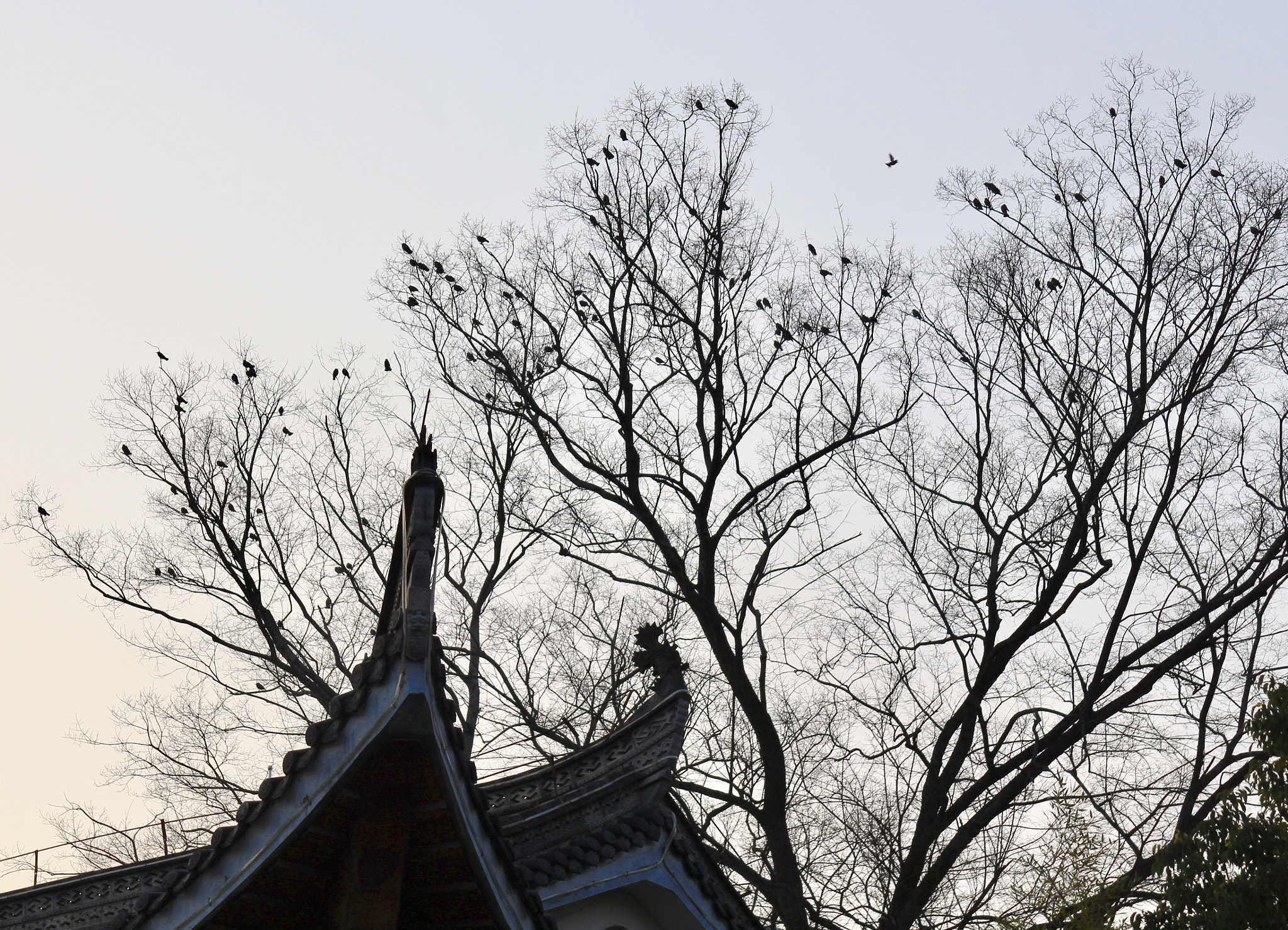 Canon EF 28-200mm F3.5-5.6 USM sample photo. 归鸟 photography