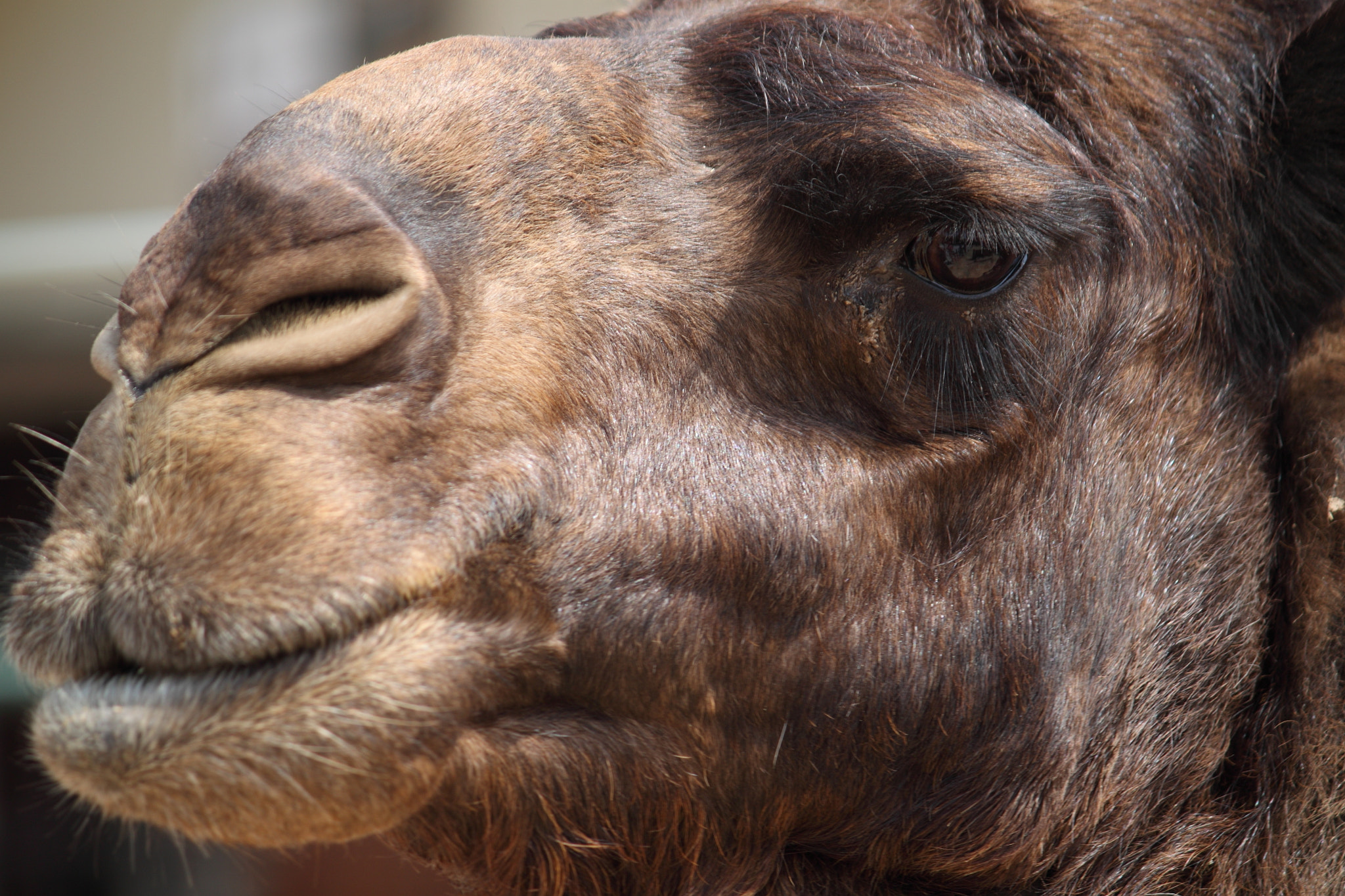 Canon EOS 500D (EOS Rebel T1i / EOS Kiss X3) + Canon EF-S 55-250mm F4-5.6 IS sample photo. Camel (or cemal) photography