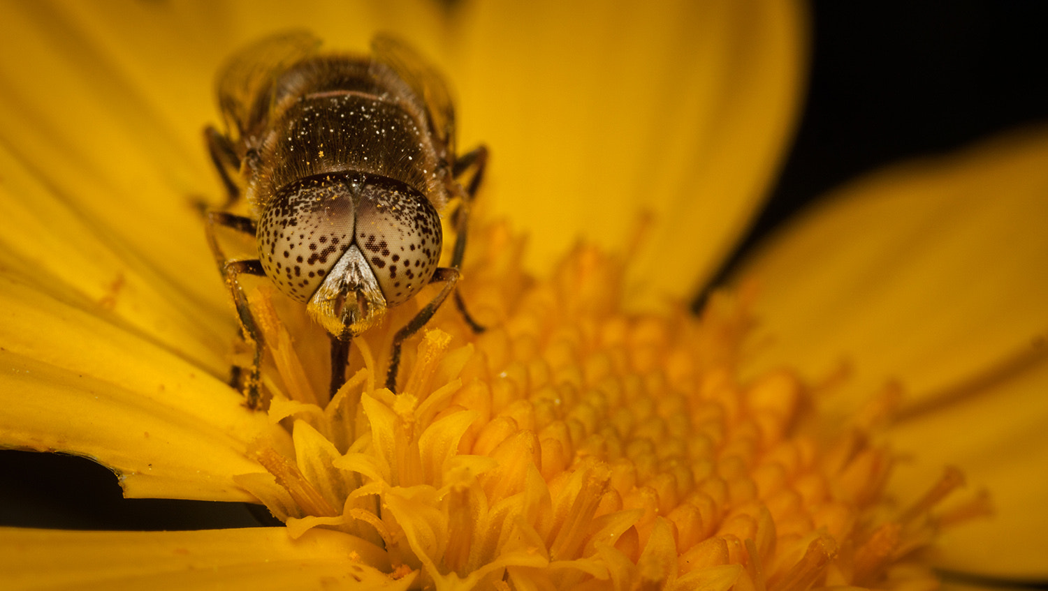 Canon EF-S 60mm F2.8 Macro USM sample photo. Yellow scenes, eristalinus aeneus photography