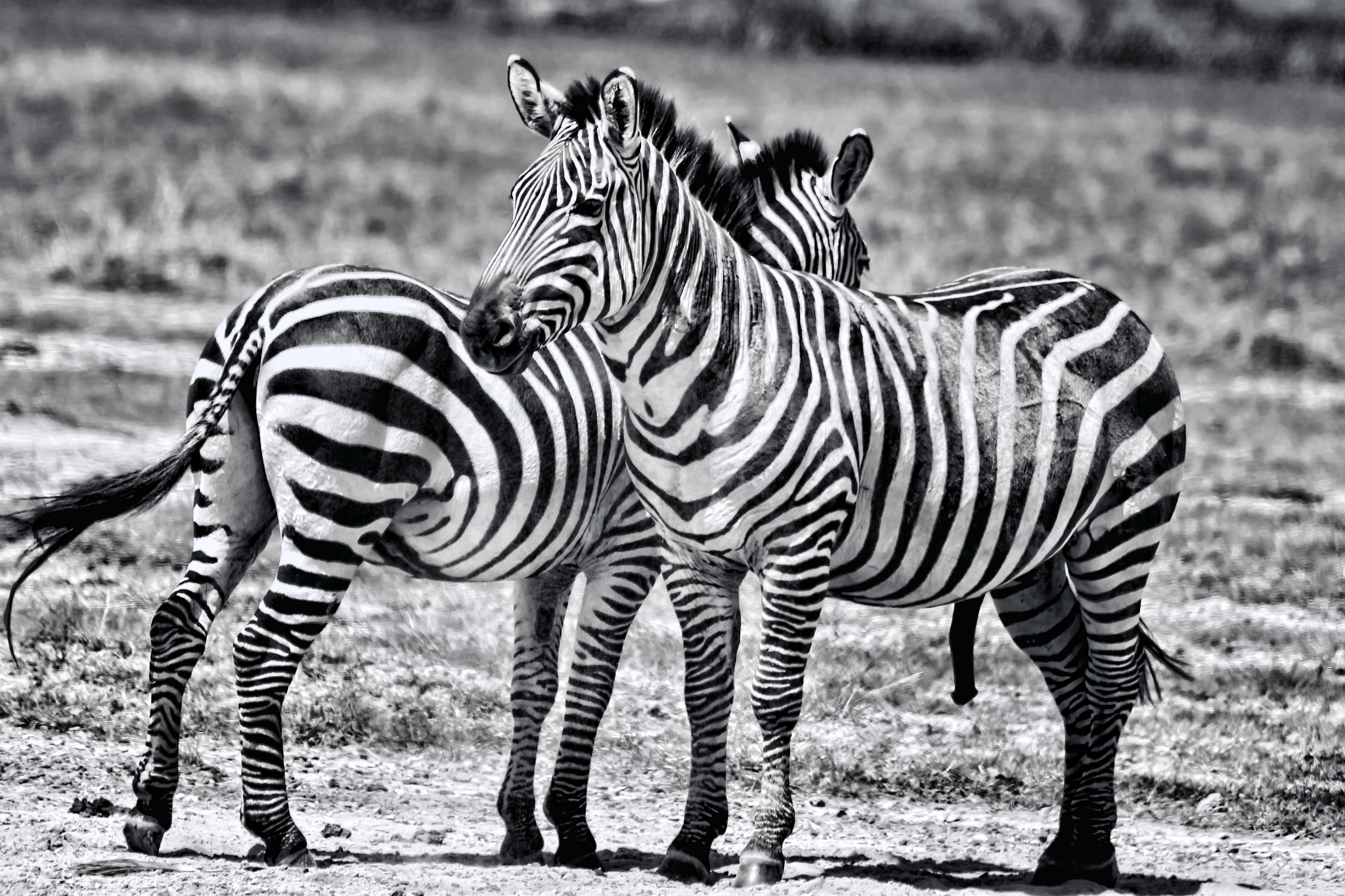 Canon EF 70-300mm F4-5.6 IS USM sample photo. Zebras photography
