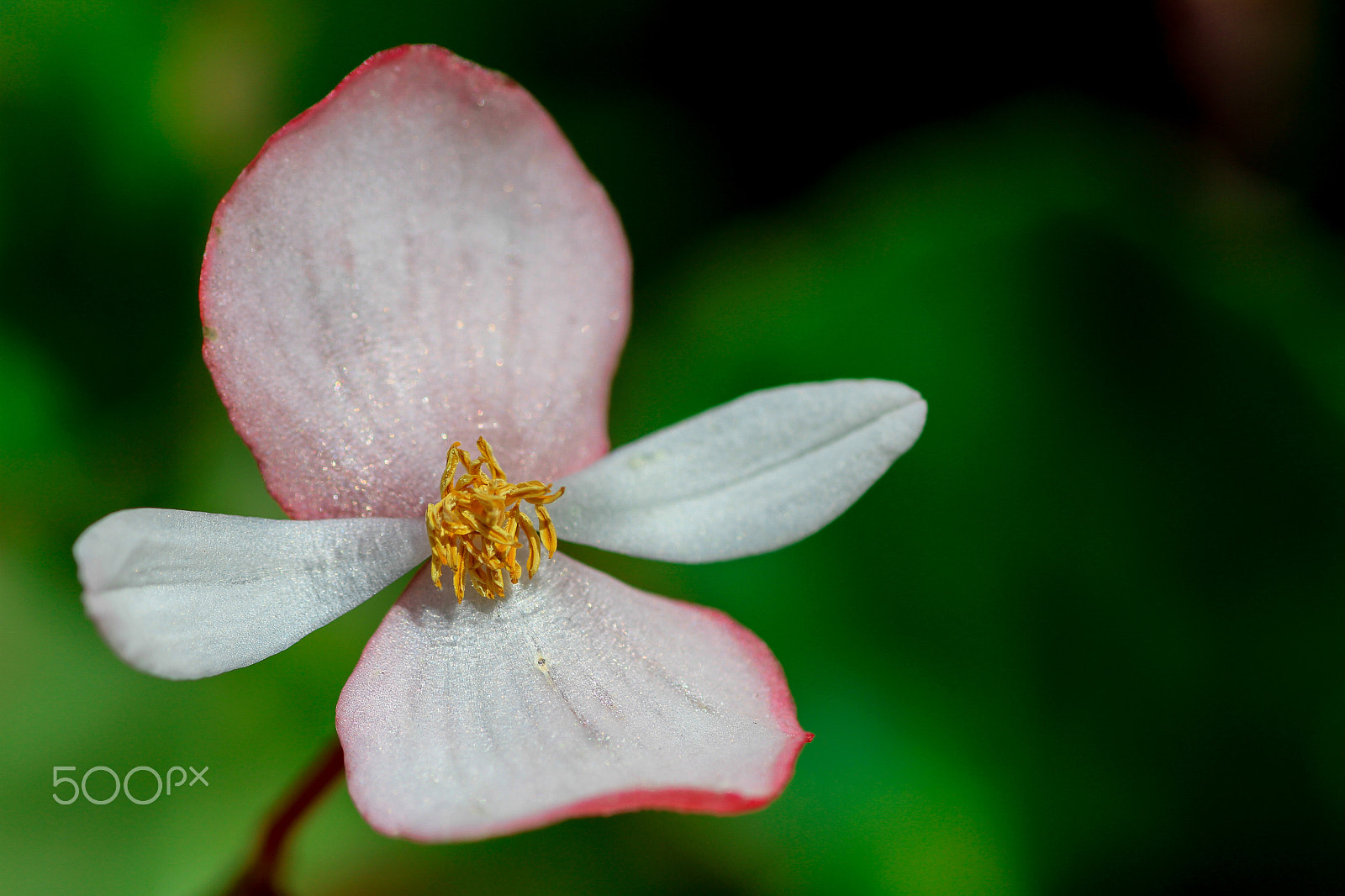 Canon EOS 7D + Tamron SP AF 90mm F2.8 Di Macro sample photo. Madeira - botanical garden photography