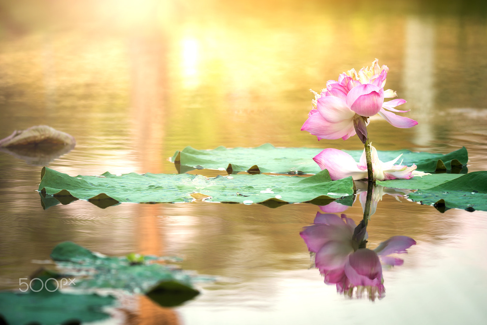 Nikon D600 sample photo. Blooming pink lotus photography
