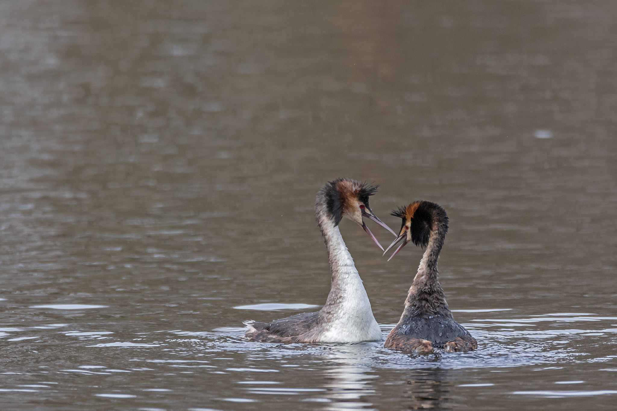 Canon EOS 7D Mark II sample photo. Grebes photography