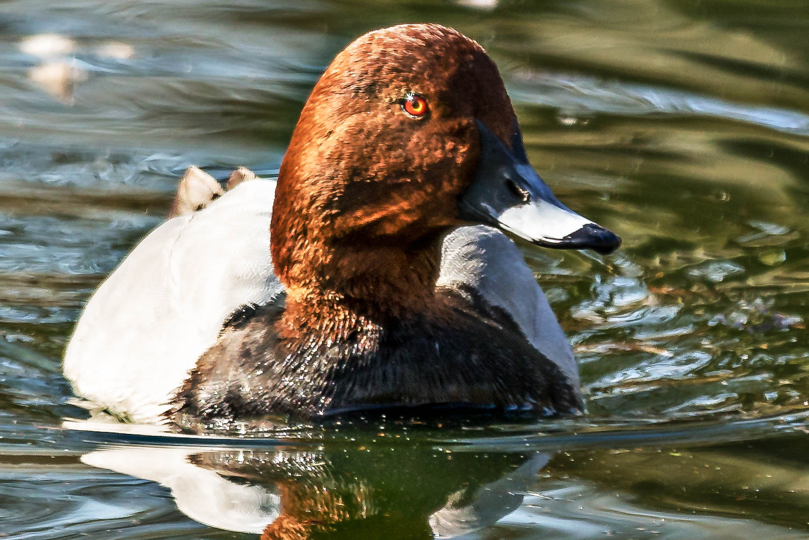 Canon EF 70-200mm F2.8L IS II USM sample photo. Ente photography