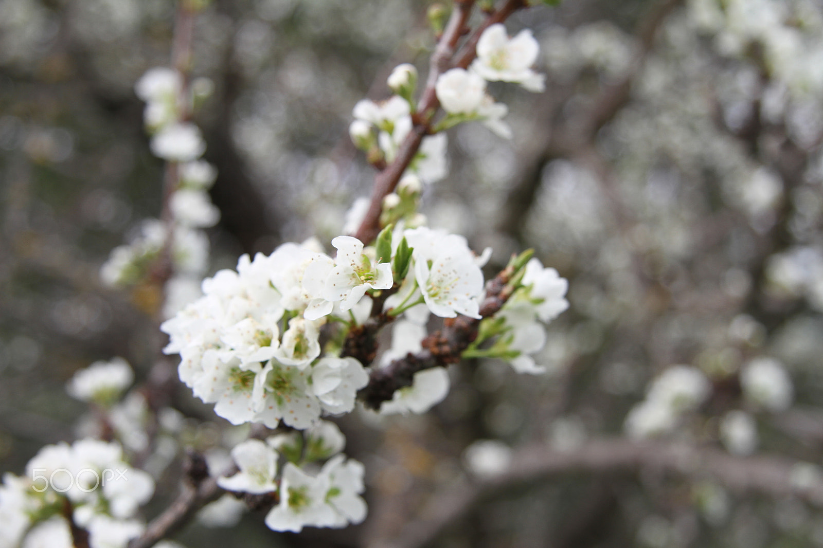 Canon EF-S 17-85mm F4-5.6 IS USM sample photo. Spring17 photography