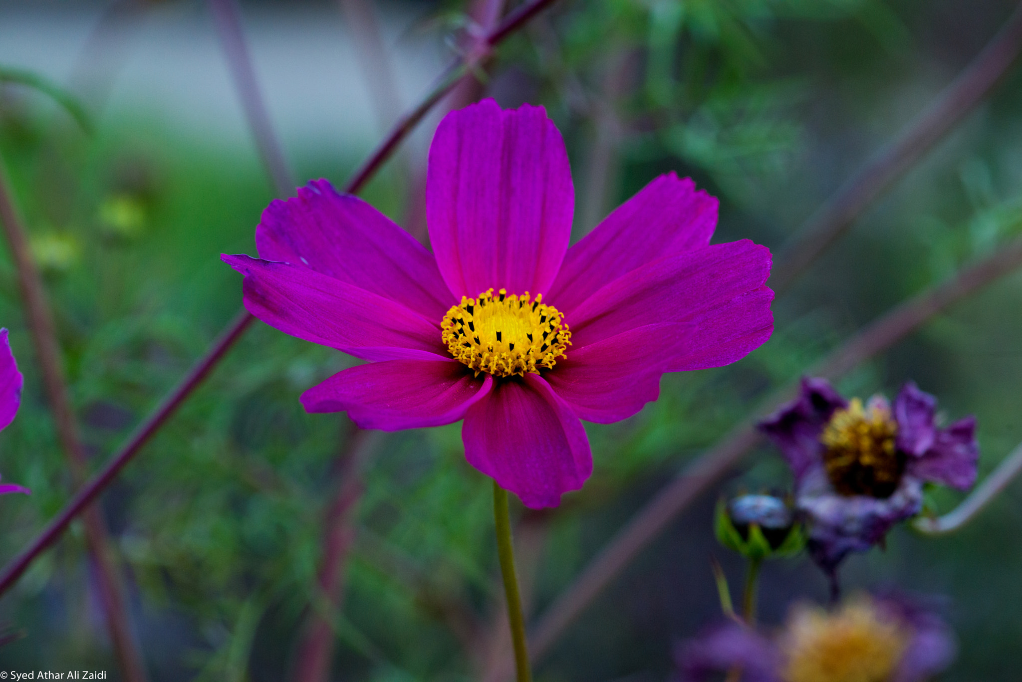 Nikon AF-S Micro-Nikkor 105mm F2.8G IF-ED VR sample photo. Beautiful photography