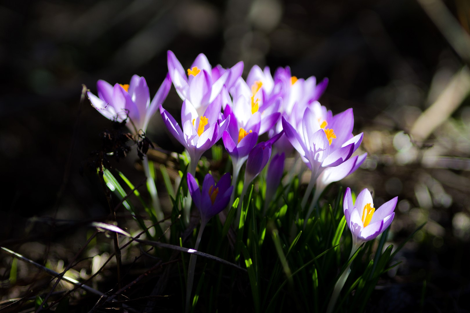 Canon EF 200mm F2.8L II USM sample photo. Wild crocus 1 photography