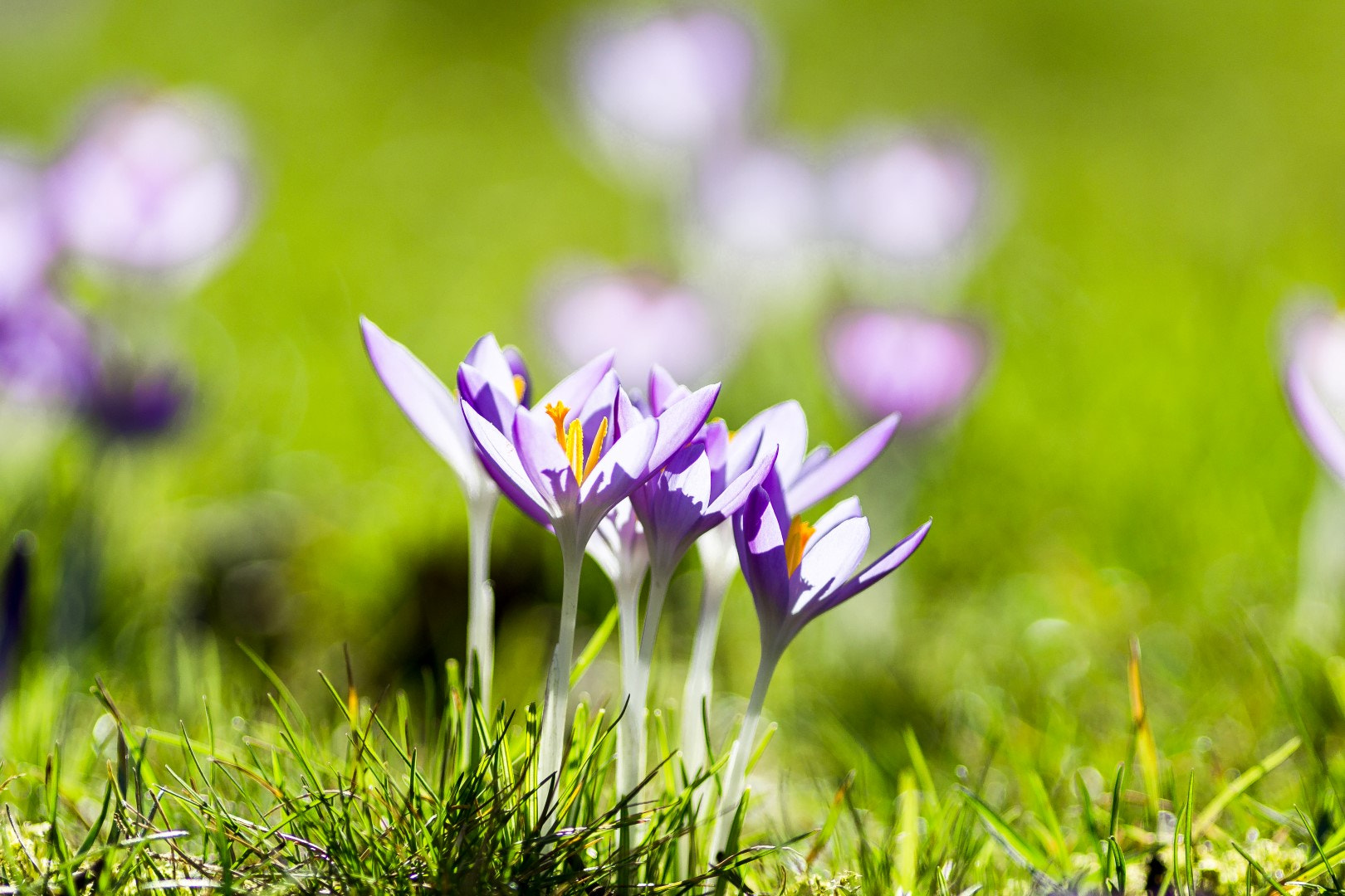 Canon EF 200mm F2.8L II USM sample photo. Wild crocus 2 photography
