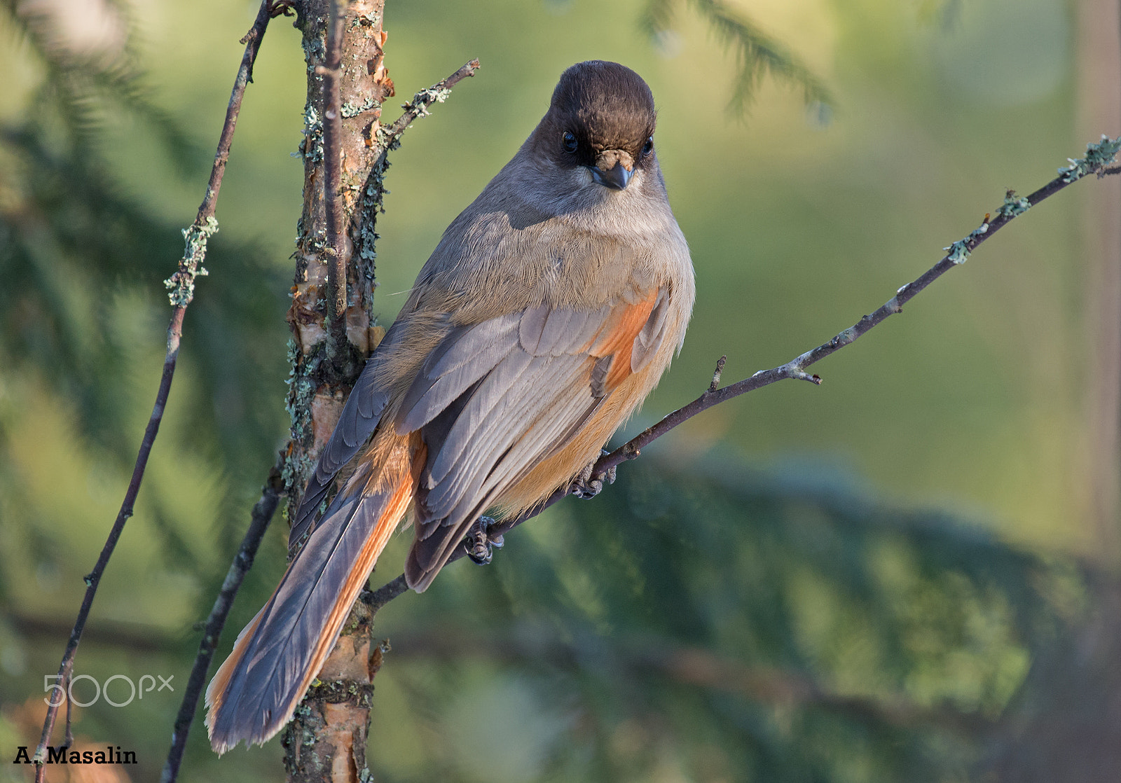 Nikon AF-S Nikkor 200-500mm F5.6E ED VR sample photo. Siberian jay photography