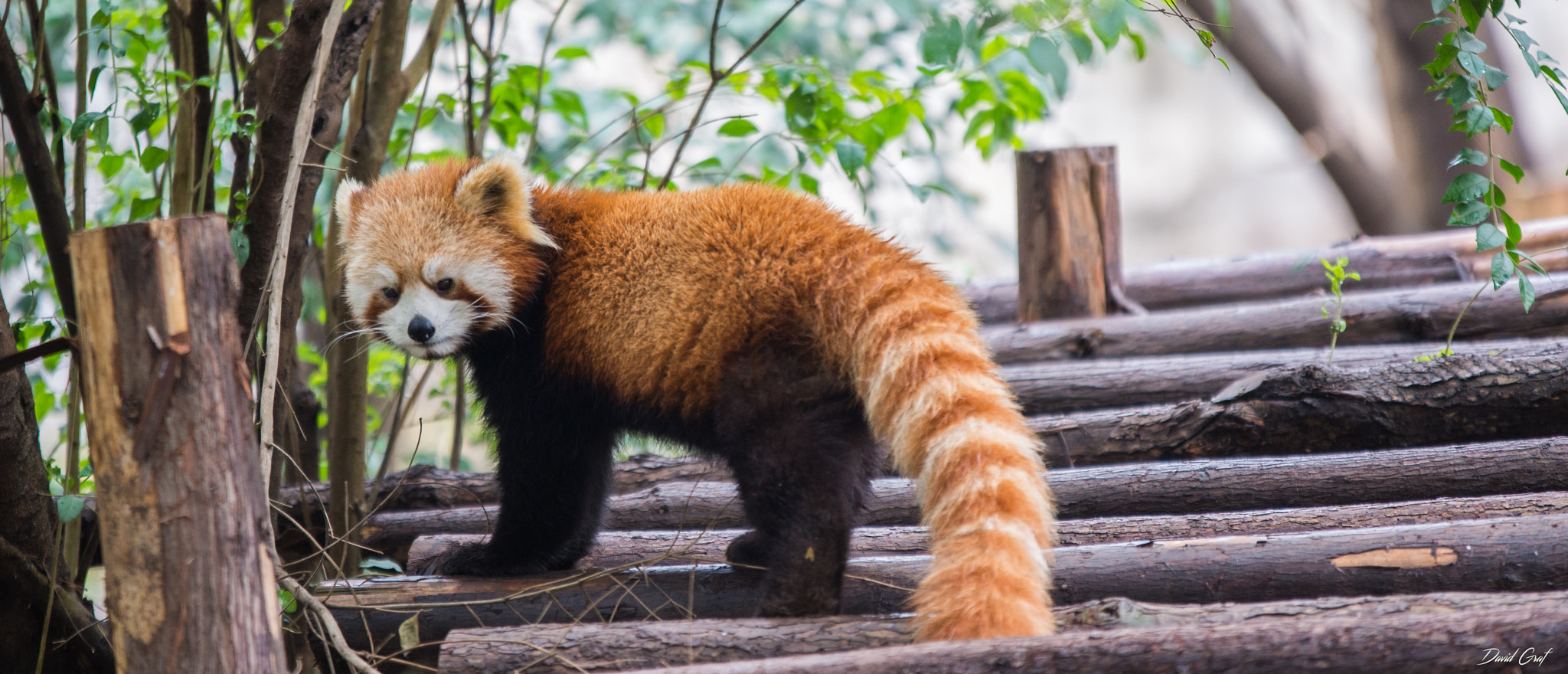 Sigma 70-200mm F2.8 EX DG OS HSM sample photo. Panda roux photography