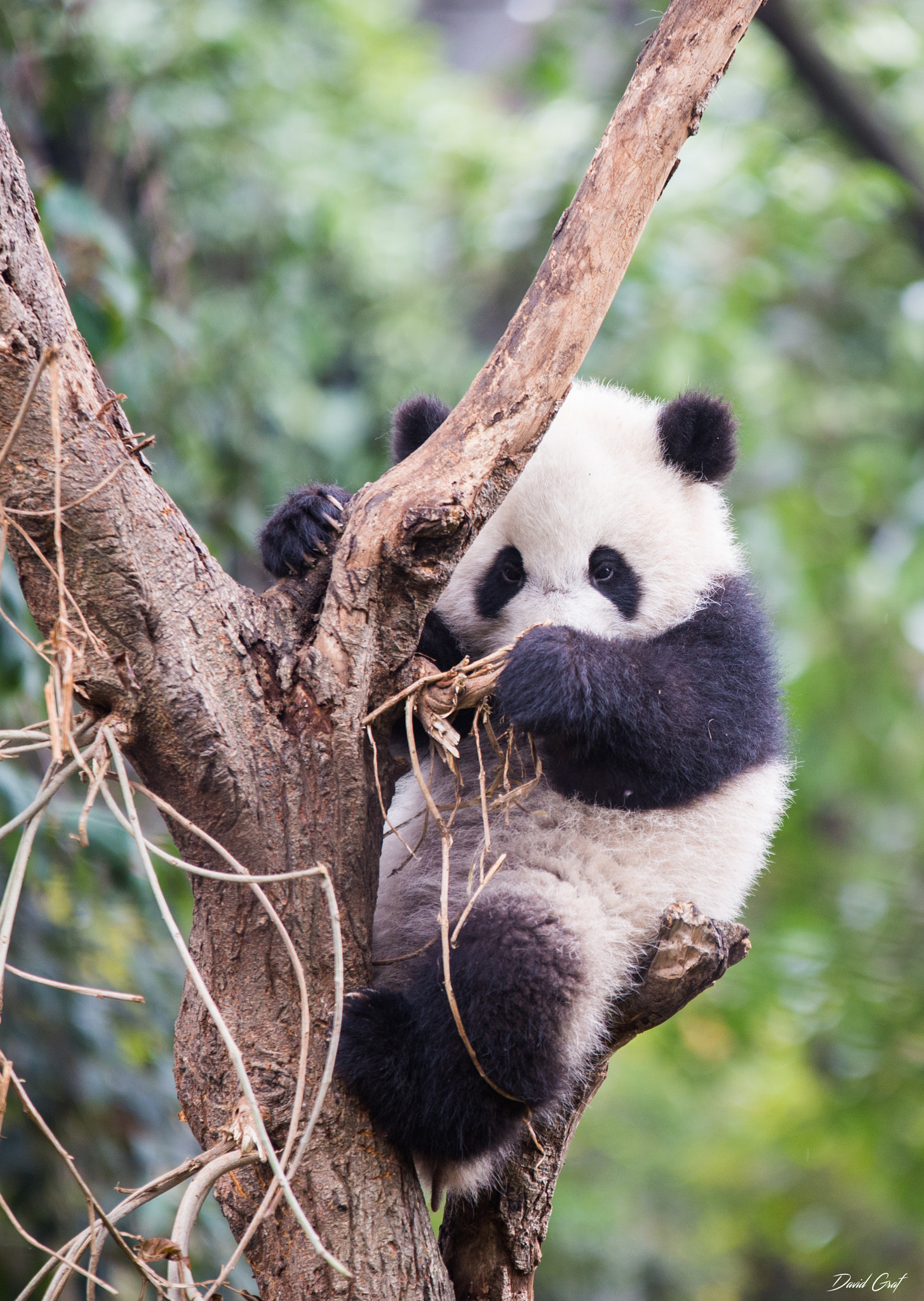 Sigma 70-200mm F2.8 EX DG OS HSM sample photo. Panda chengdu photography