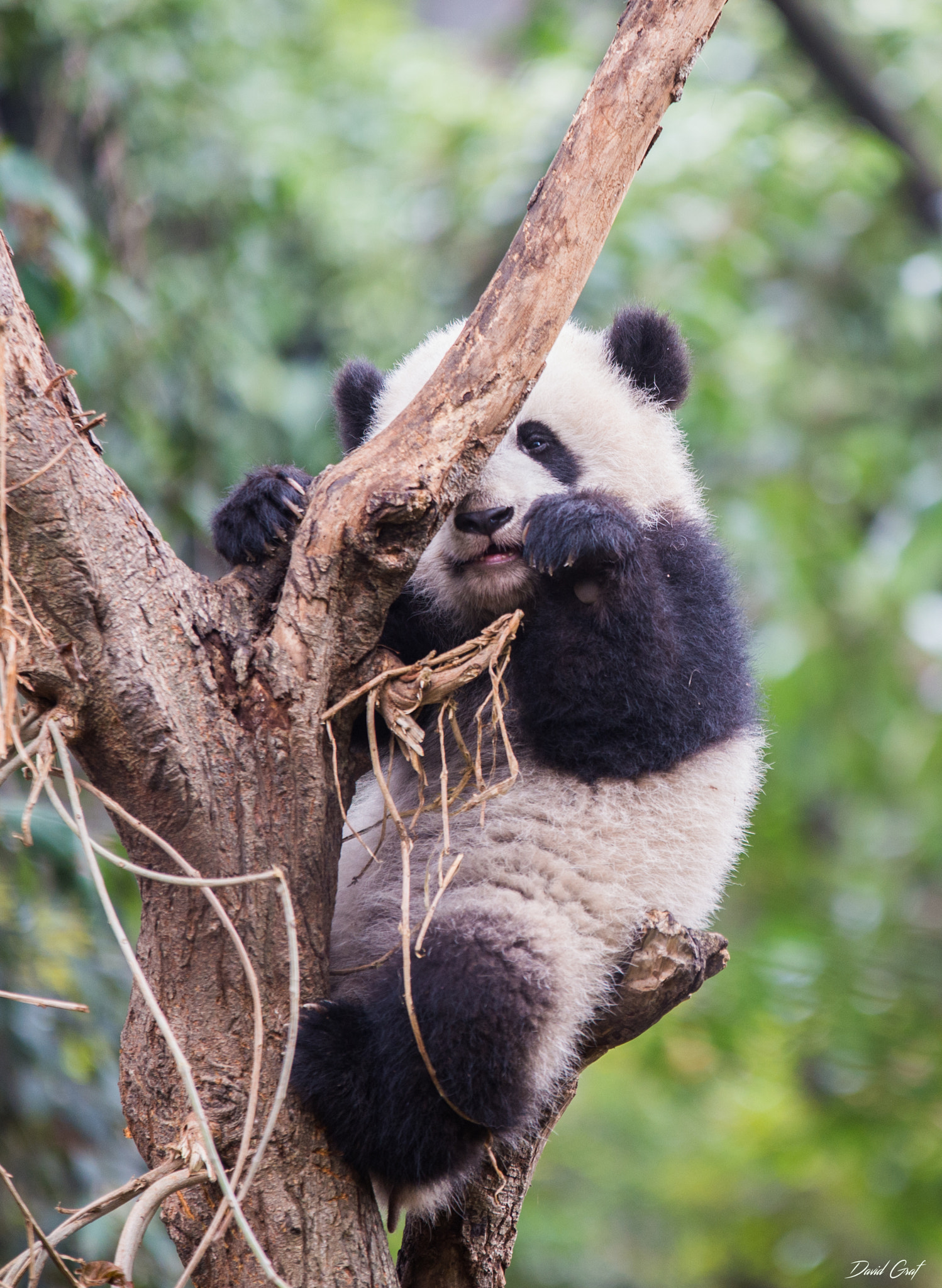 Sigma 70-200mm F2.8 EX DG OS HSM sample photo. Panda chengdu photography