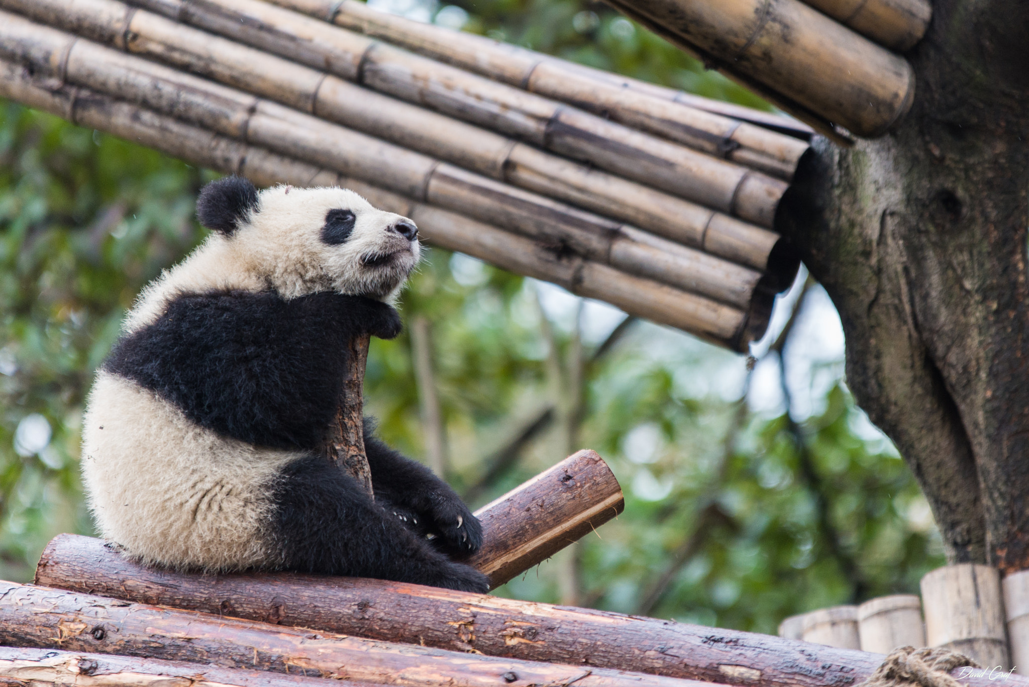 Nikon D600 + Sigma 70-200mm F2.8 EX DG OS HSM sample photo. Panda chengdu photography