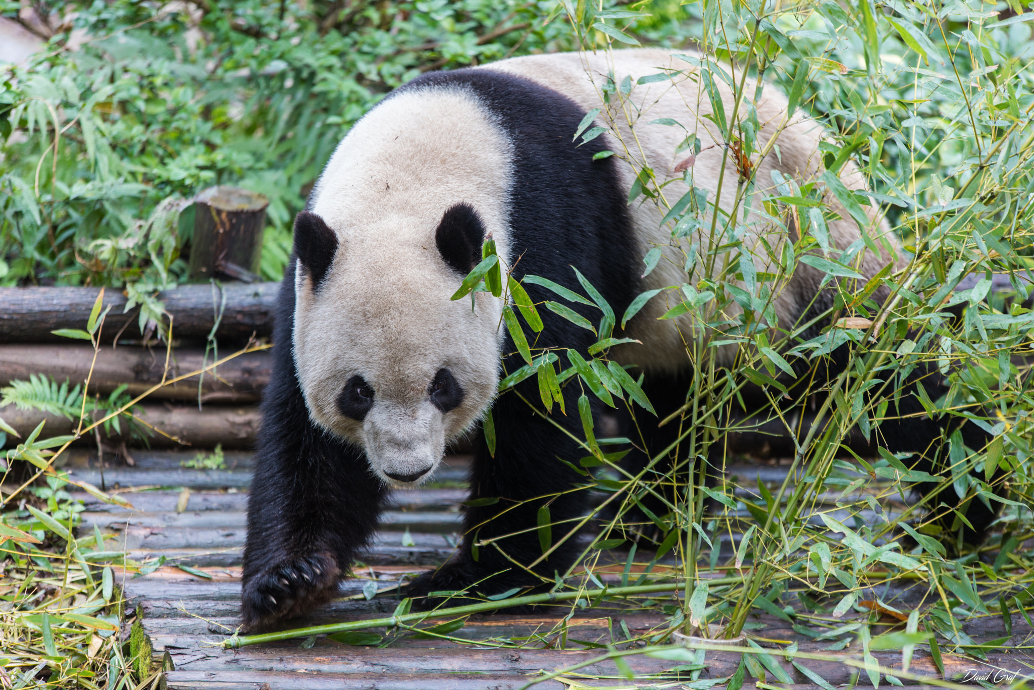 Nikon D600 + Sigma 70-200mm F2.8 EX DG OS HSM sample photo. Panda chengdu photography