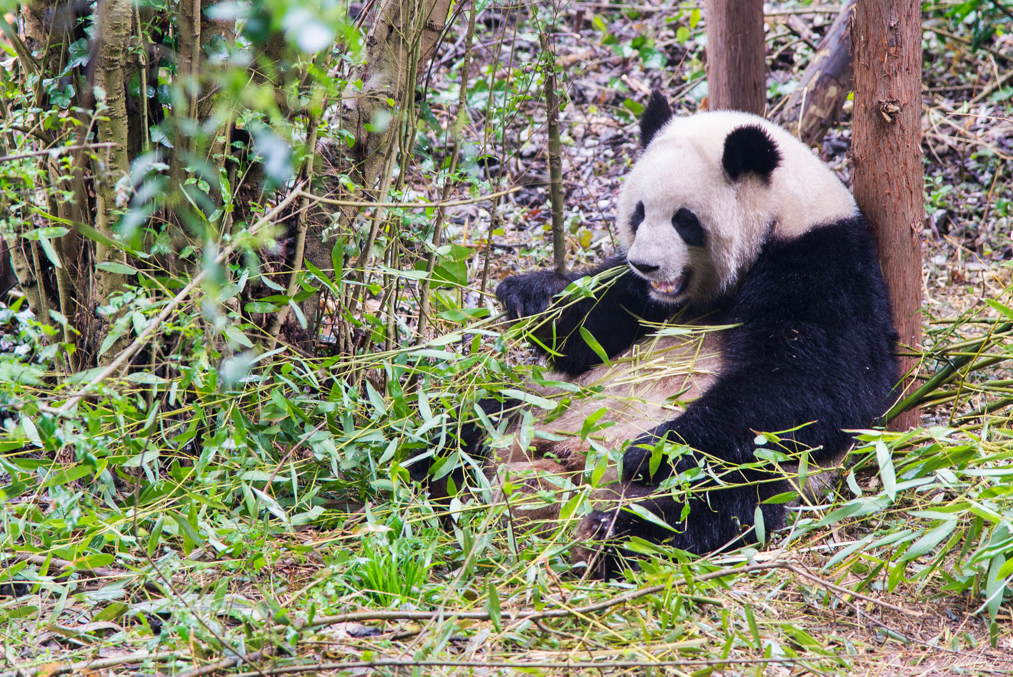Nikon AF-S Nikkor 24-120mm F4G ED VR sample photo. Panda chengdu photography