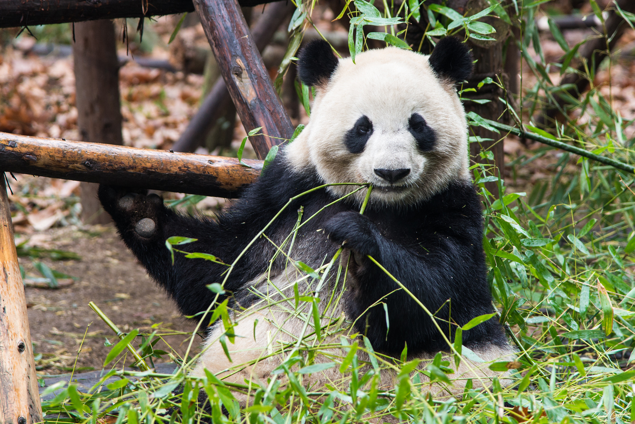 Nikon AF-S Nikkor 24-120mm F4G ED VR sample photo. Panda chengdu photography