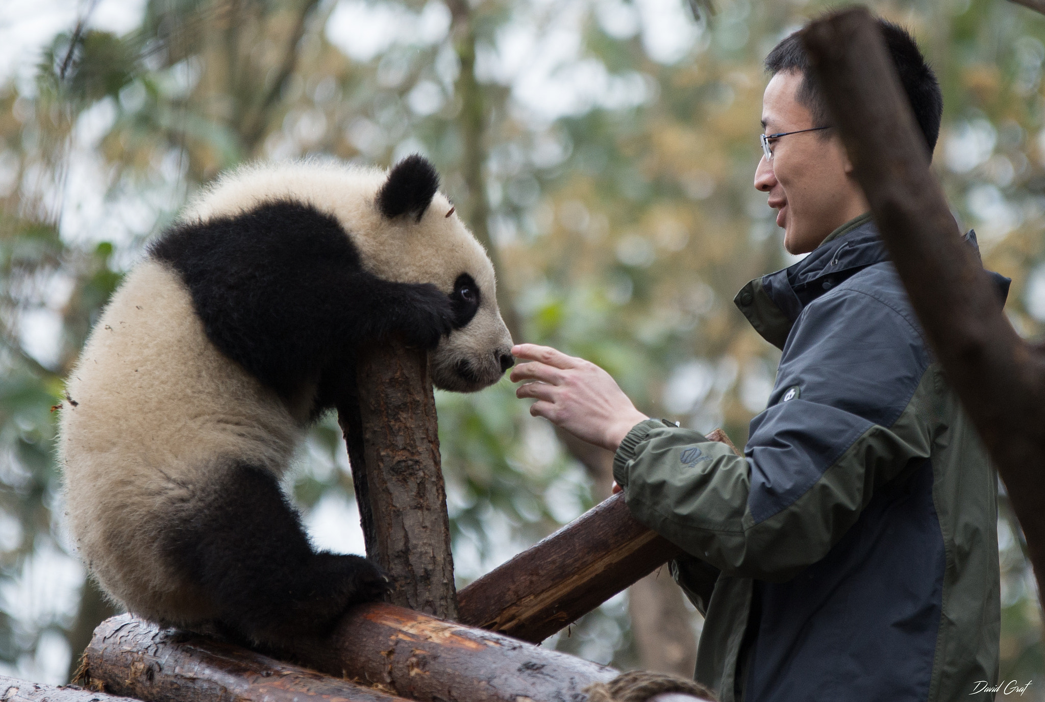 Sigma 70-200mm F2.8 EX DG OS HSM sample photo. Panda chengdu photography