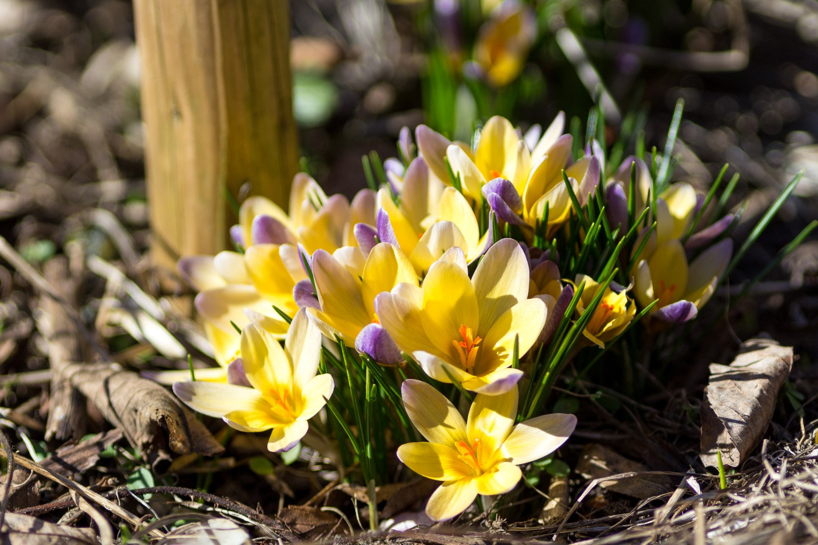 Canon EF 200mm F2.8L II USM sample photo. Spring 1 photography