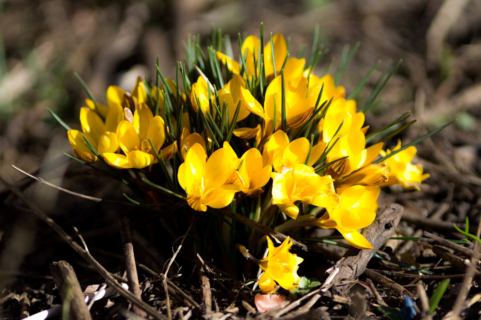 Canon EF 200mm F2.8L II USM sample photo. Spring 2 photography