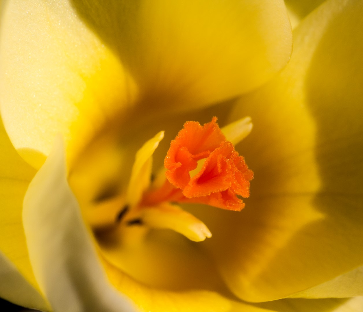 Canon EF 100mm F2.8L Macro IS USM sample photo. Pistil, crocus photography