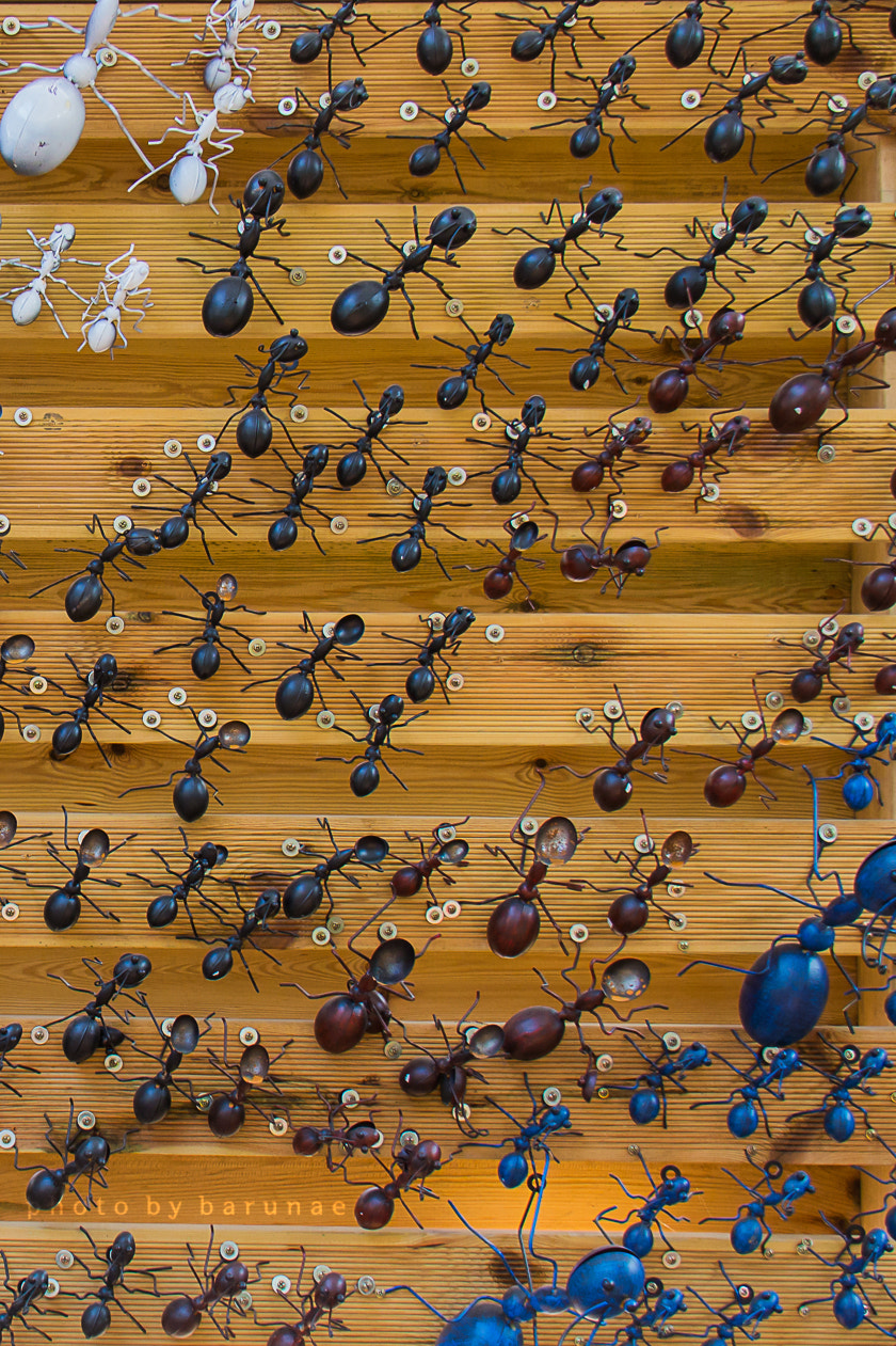 Canon EF-S 18-200mm F3.5-5.6 IS sample photo. Ant corps photography