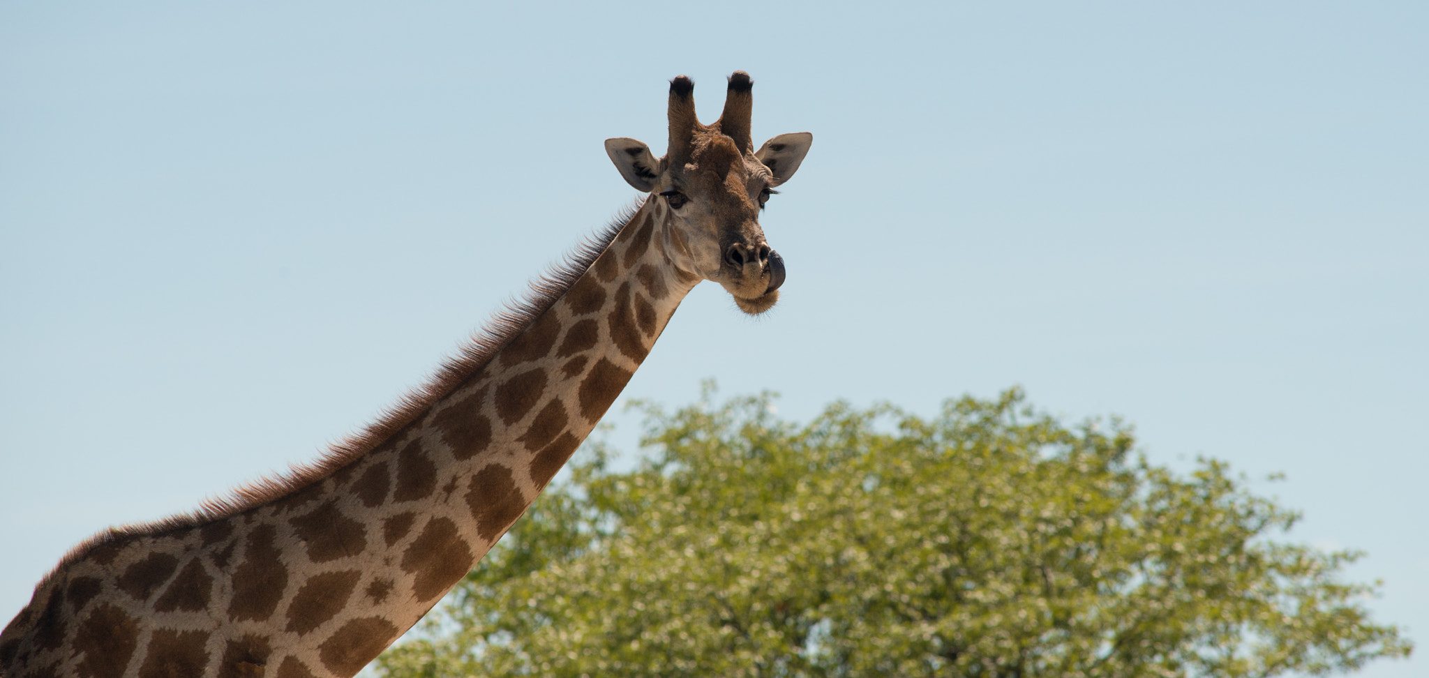 Nikon D800 sample photo. Licking photography