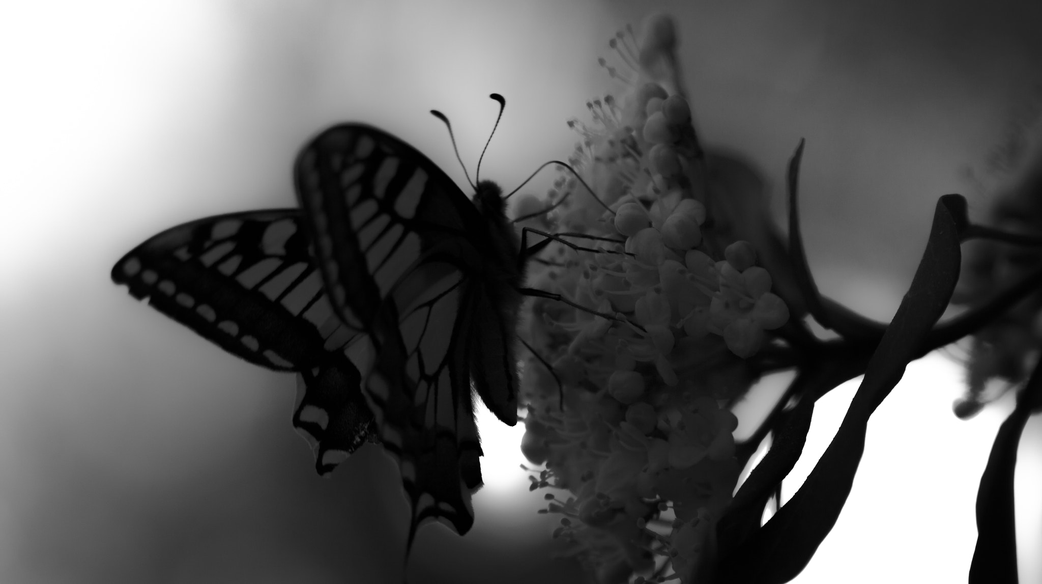 Canon EF 100mm F2.8 Macro USM sample photo. "back to black" photography