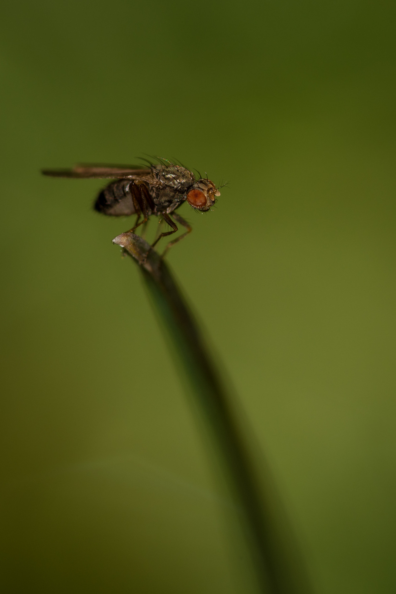 Nikon D810 + Nikon AF Micro-Nikkor 200mm F4D ED-IF sample photo. Somewhere... photography