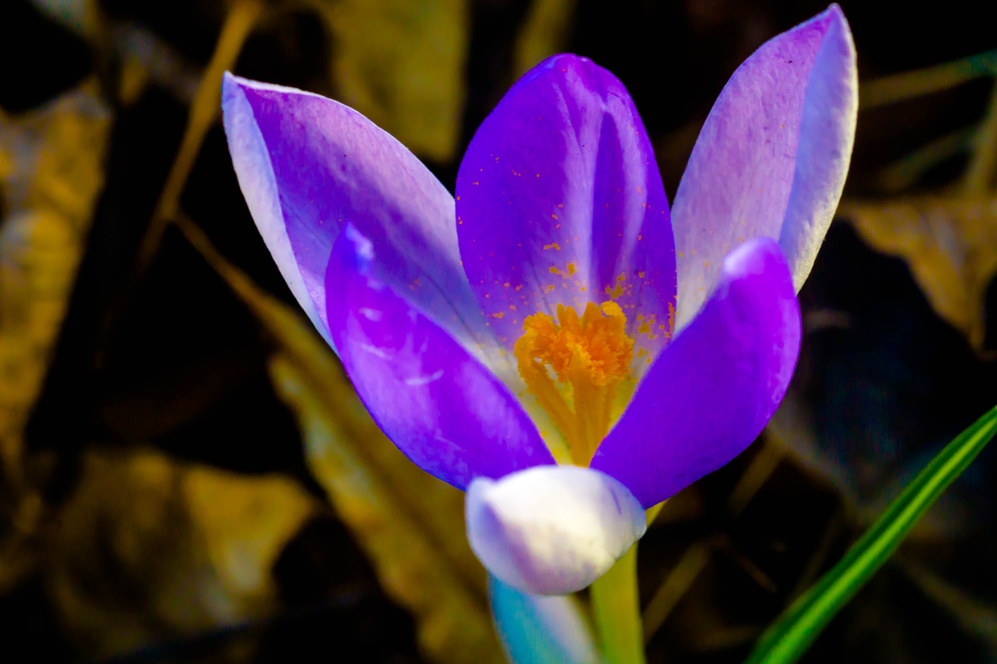 Sony a6000 + MACRO 50mm F2.8 sample photo. Bushaltestelle adunistraße photography