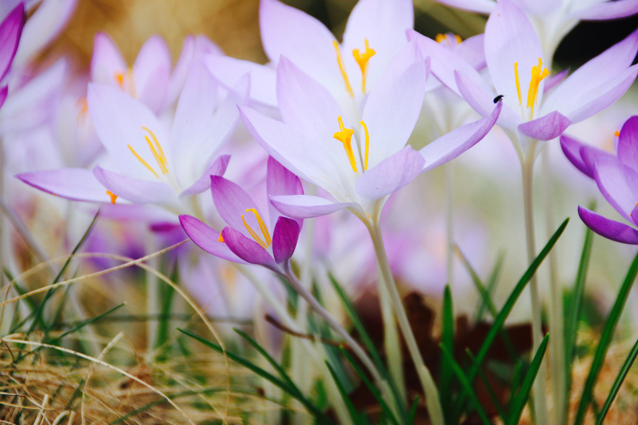 Sigma 18-250mm F3.5-6.3 DC OS HSM sample photo. Spring start photography