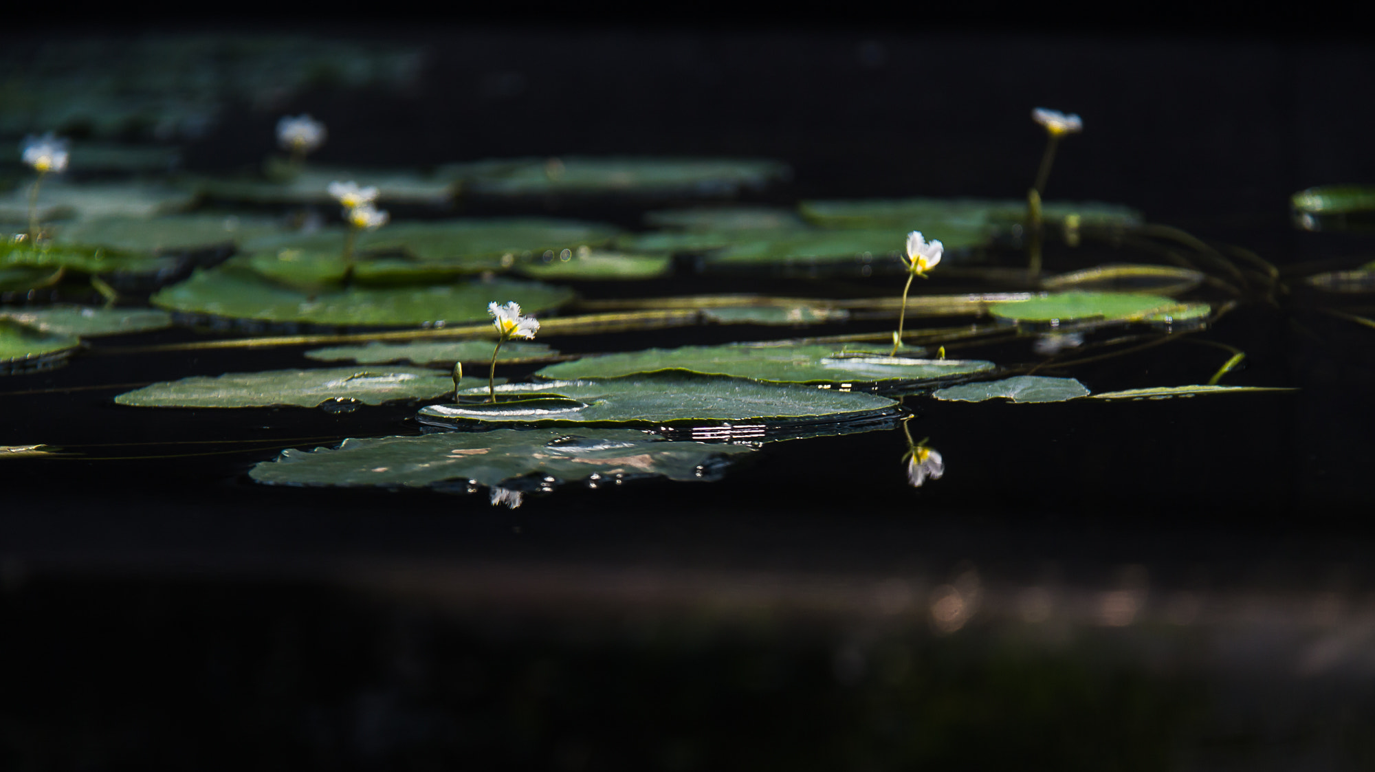 Canon EF-S 18-200mm F3.5-5.6 IS sample photo. Nymphoides indica photography