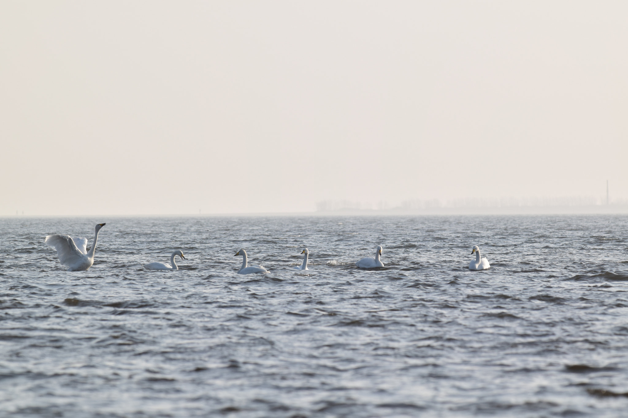 Nikon D5300 + Nikon AF-S Nikkor 300mm F4D ED-IF sample photo. Whooper swans. photography