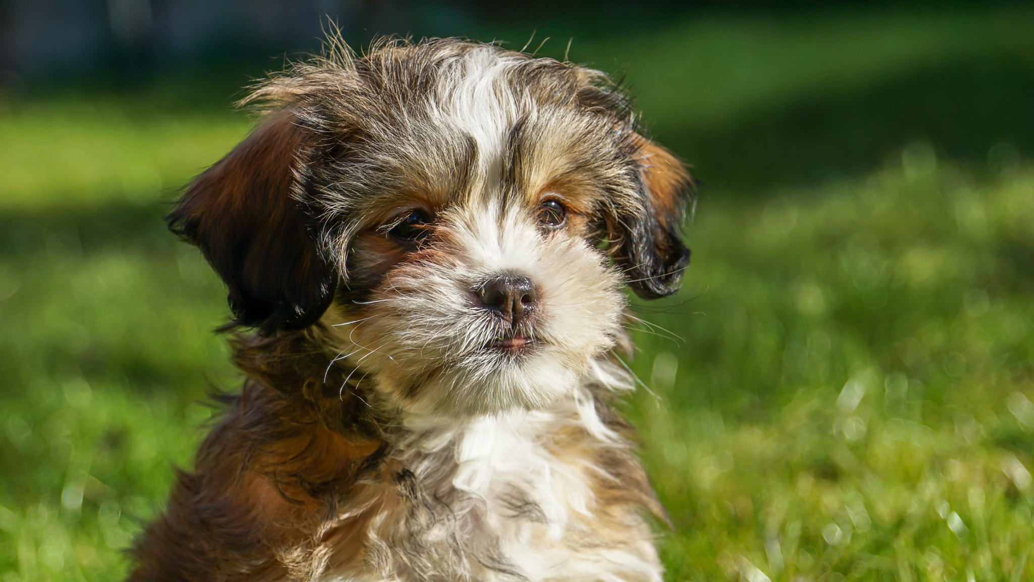 Sony E 18-200mm F3.5-6.3 OSS sample photo. New family member 9 weeks old photography