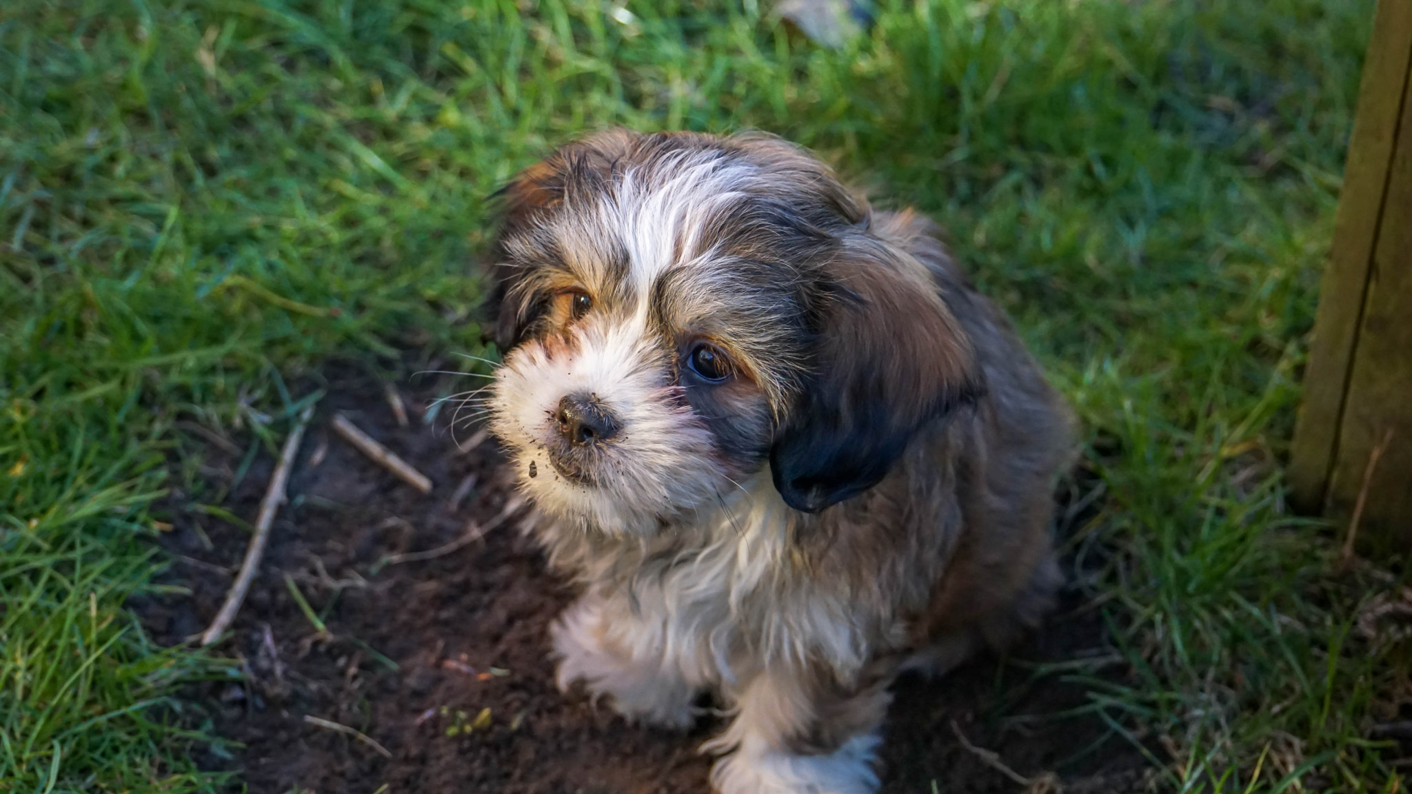 Sony a6000 + Sony E 18-200mm F3.5-6.3 OSS sample photo. New family member 9 weeks old photography