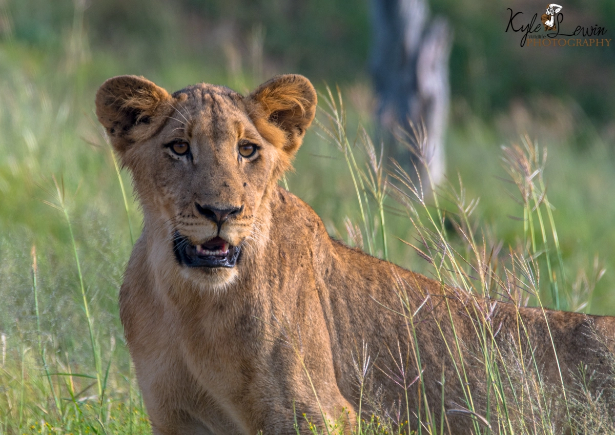 Sigma 120-400mm F4.5-5.6 DG OS HSM sample photo. Sub adult lion photography