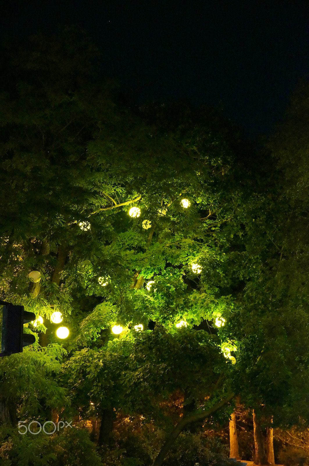 Sony DT 18-135mm F3.5-5.6 SAM sample photo. Light tree 2 photography