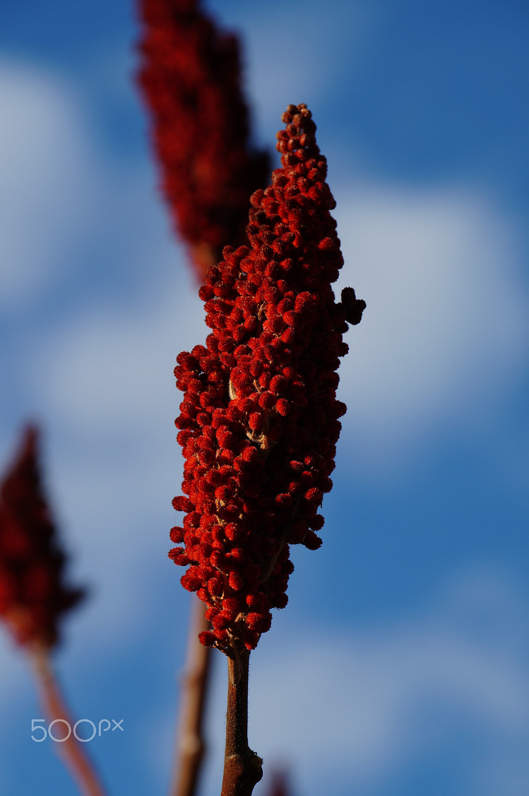 Sony DT 18-135mm F3.5-5.6 SAM sample photo. Winter bloom 3 photography