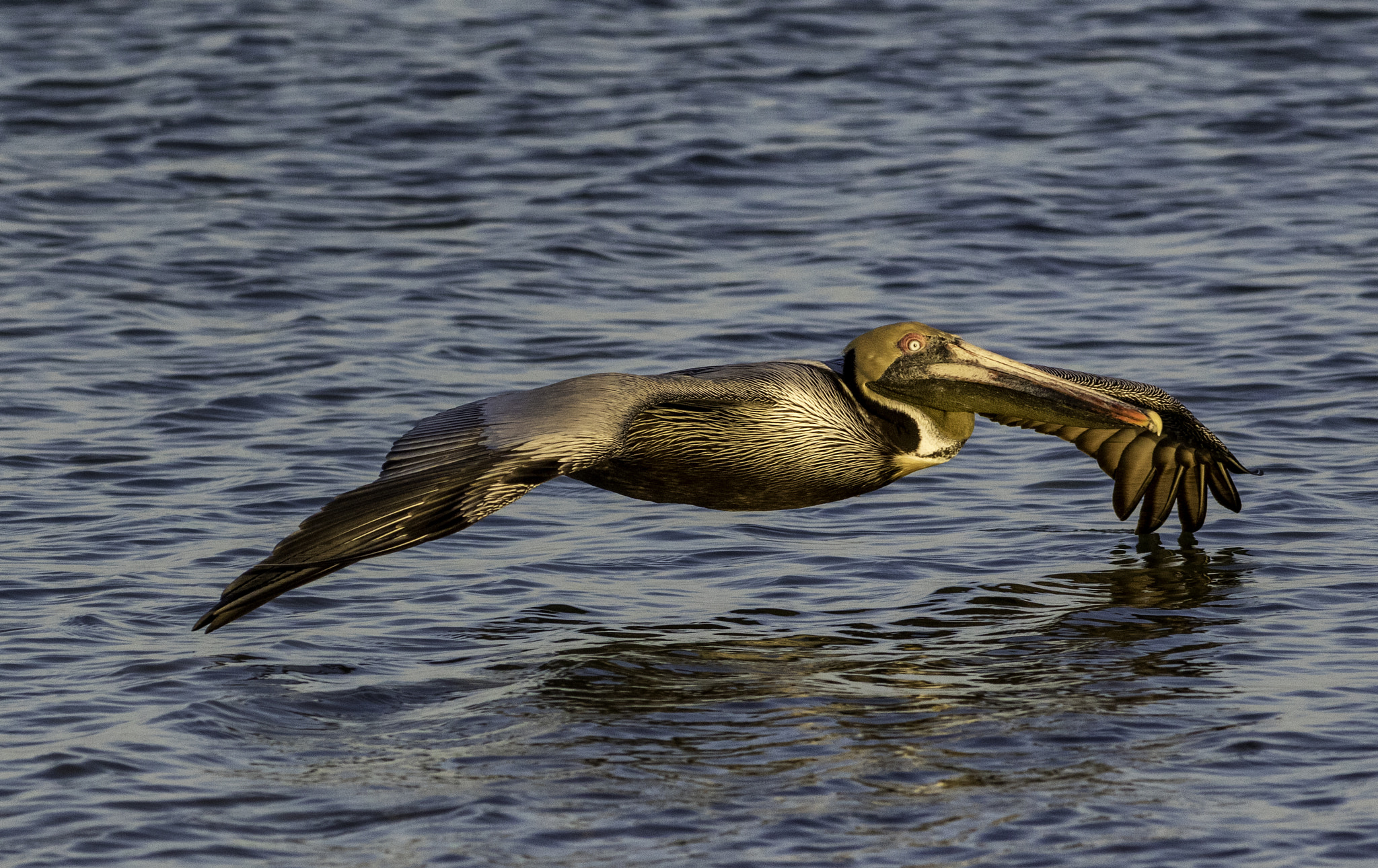 Canon EOS 7D Mark II + Canon EF 300mm F4L IS USM sample photo. Pelican skimming photography