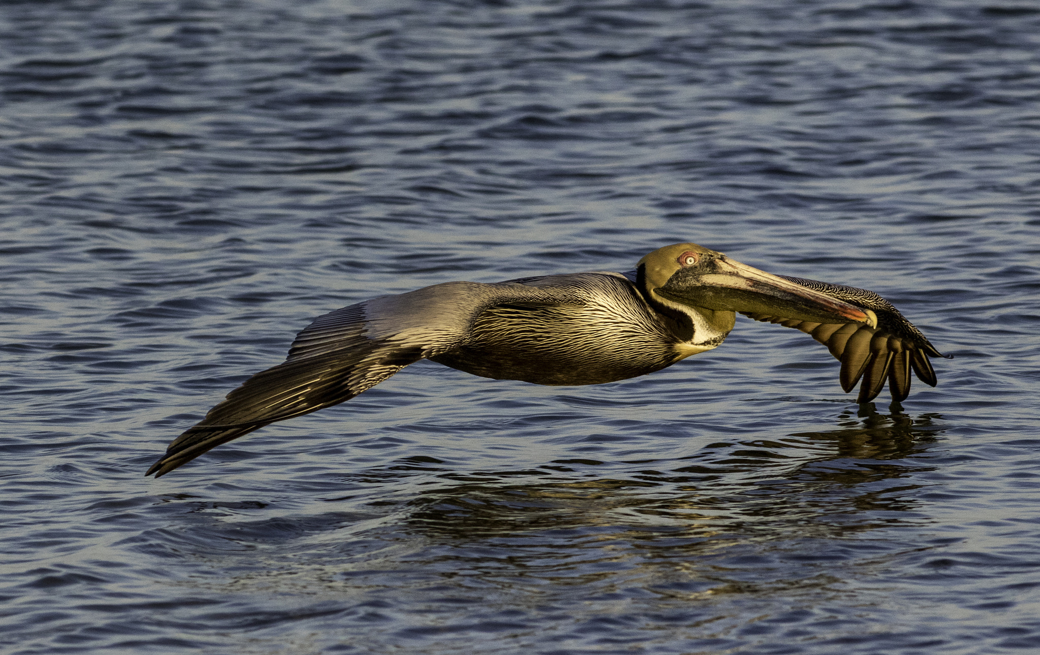 Canon EF 300mm F4L IS USM sample photo. Pelican skimming photography