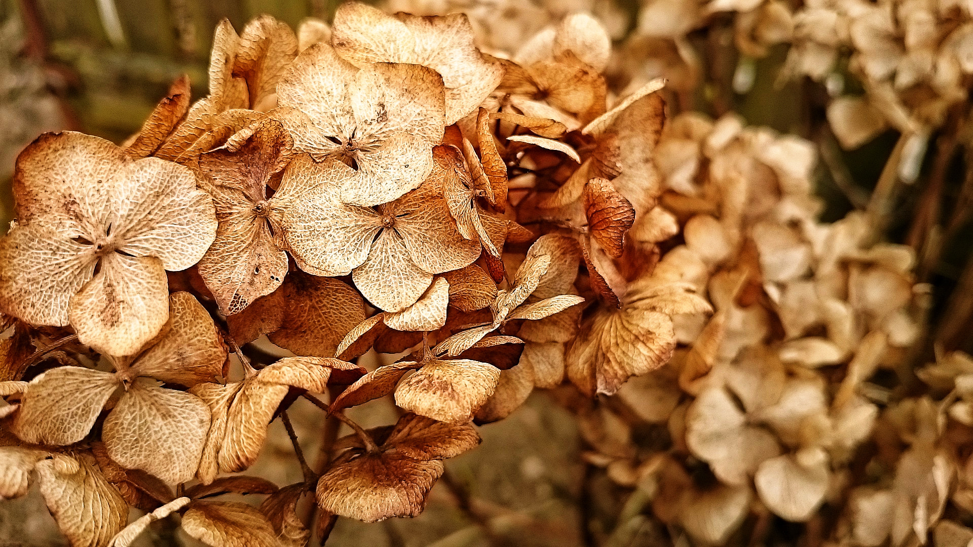 Sony Xperia Z1 Compact sample photo. Dried flowers photography