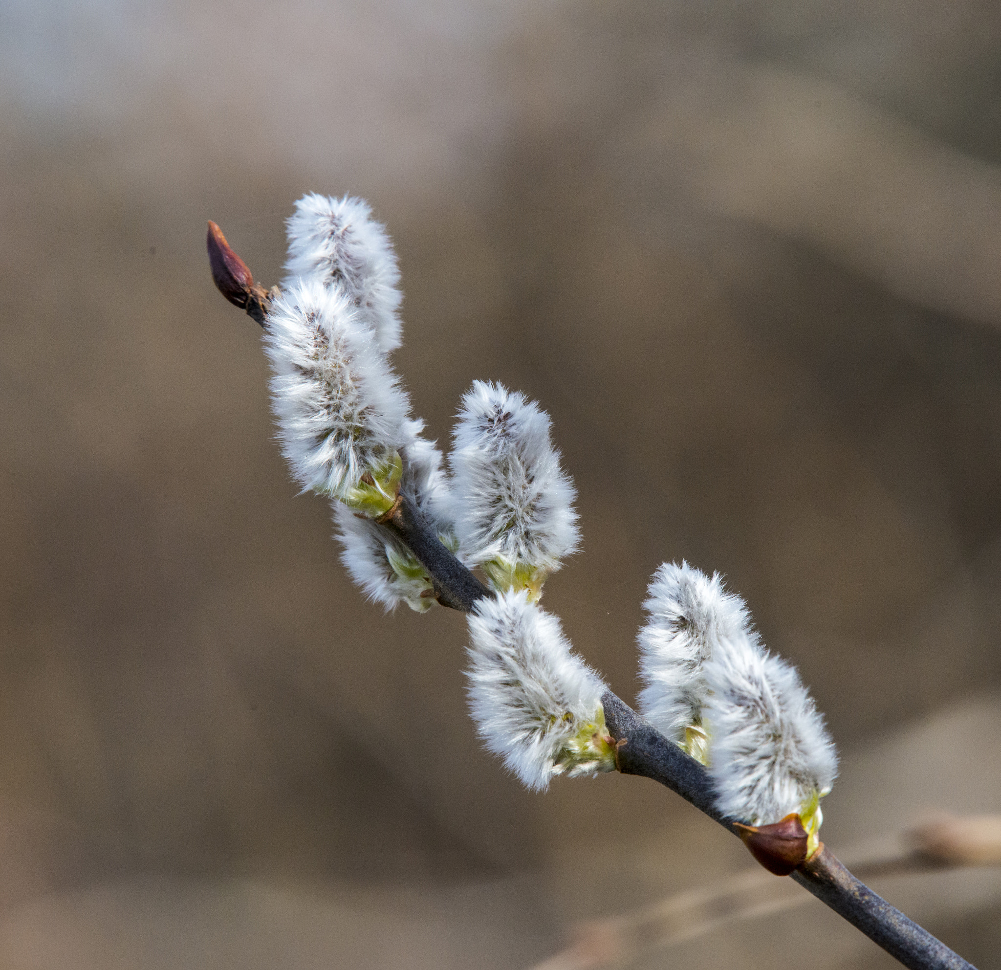 Nikon D800 sample photo. Willow catkin photography