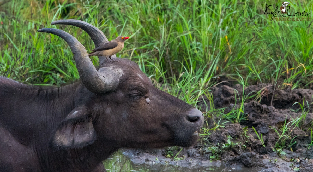 Nikon D500 sample photo. African buffalo photography