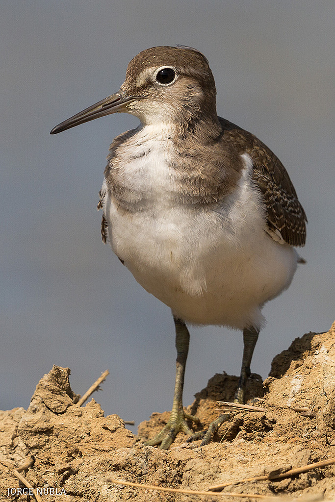 Canon EF 500mm F4L IS II USM sample photo. Andarríos chico (actitis hypoleucos). photography