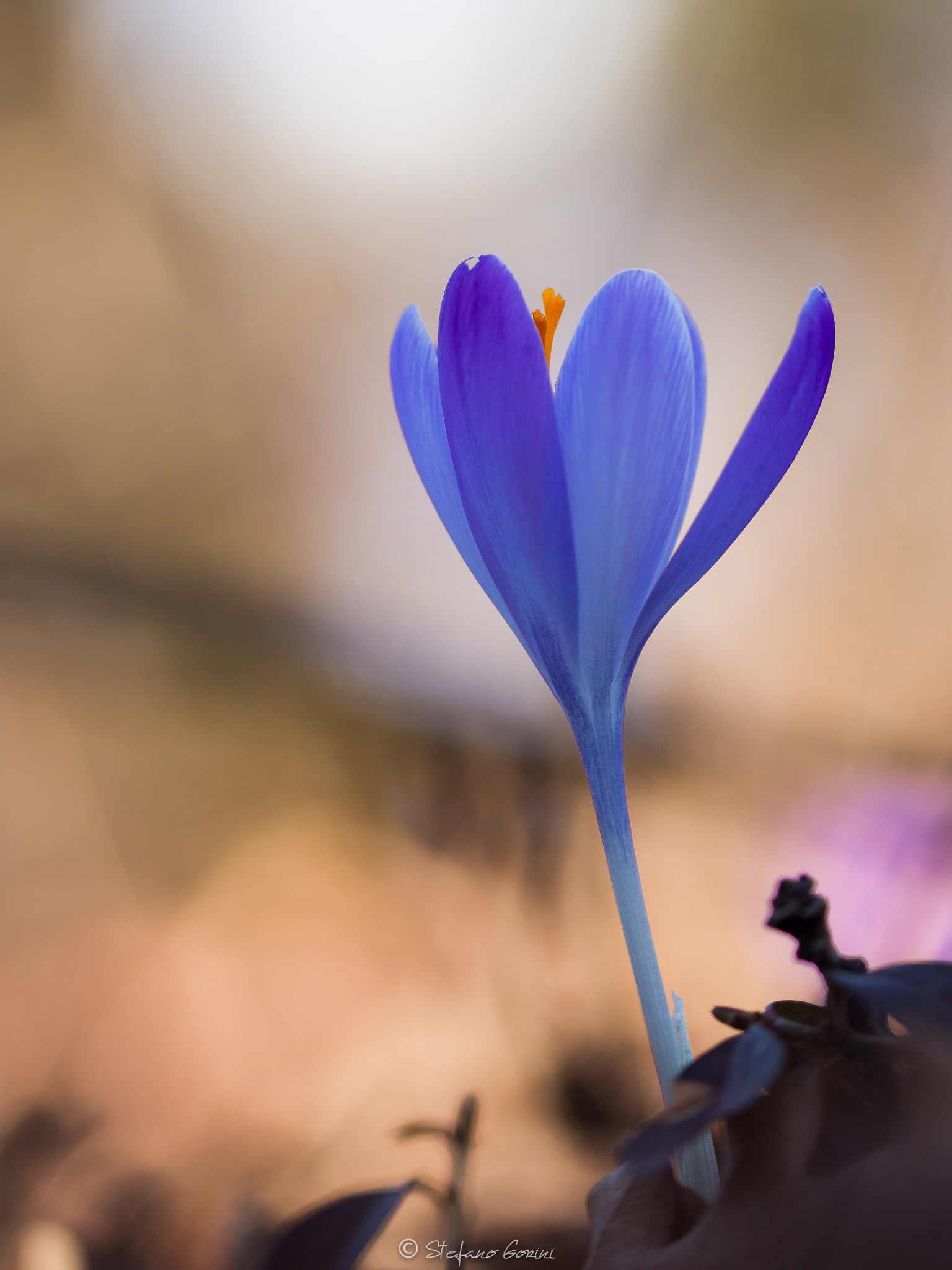 Sigma 105mm F2.8 EX DG OS HSM sample photo. Crocus sunset photography