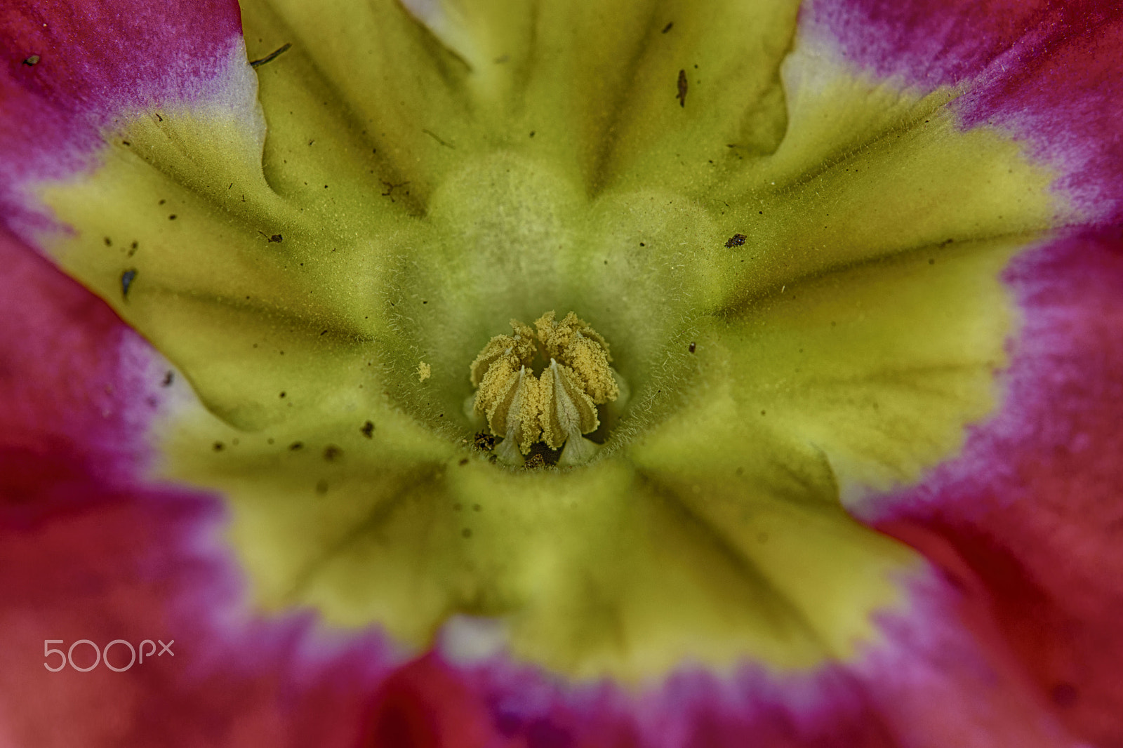 Sigma 105mm F2.8 EX DG OS HSM sample photo. Primula inner very close photography