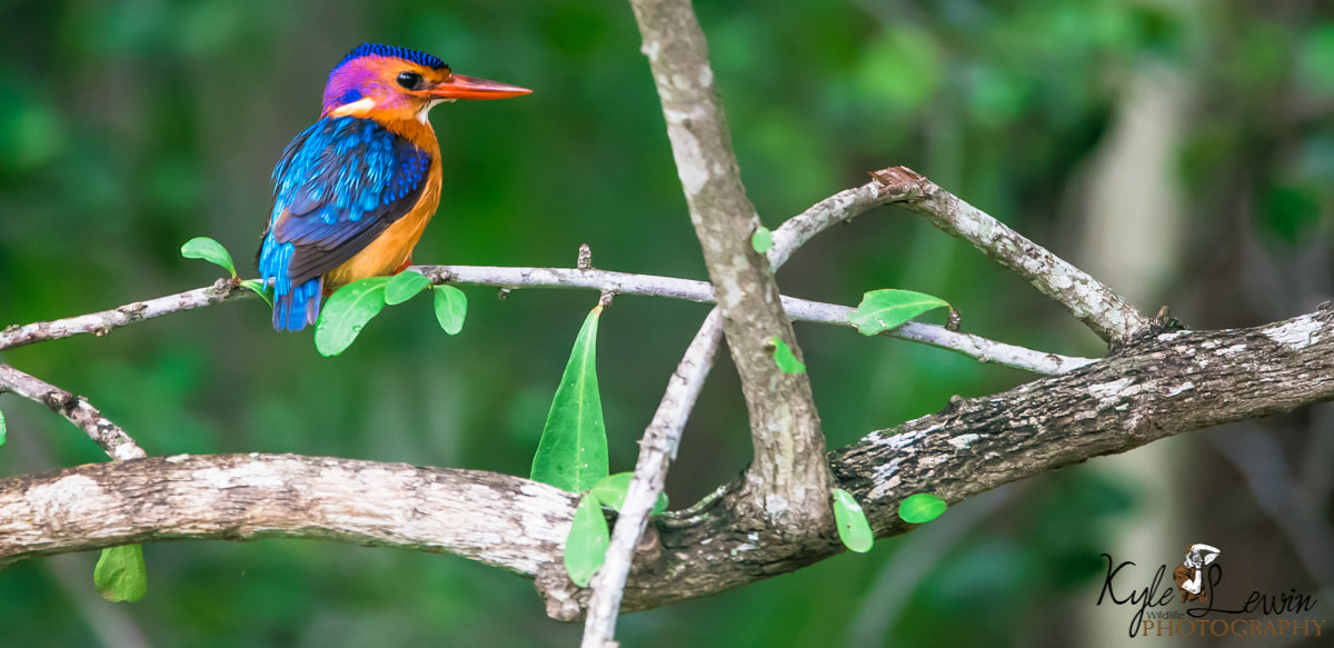 Sigma 120-400mm F4.5-5.6 DG OS HSM sample photo. Pygmy kingfisher photography