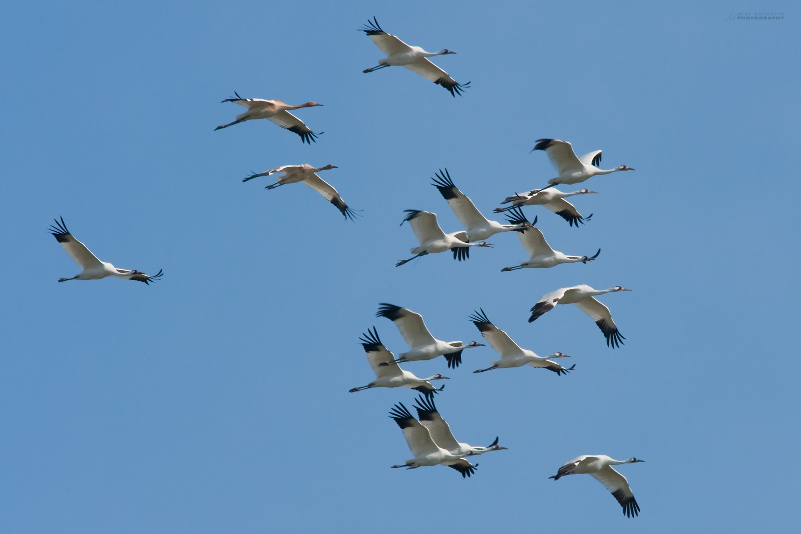 Nikon D3 + Nikon AF-S Nikkor 600mm F4G ED VR sample photo. Sixteen whooping (endangered species) photography