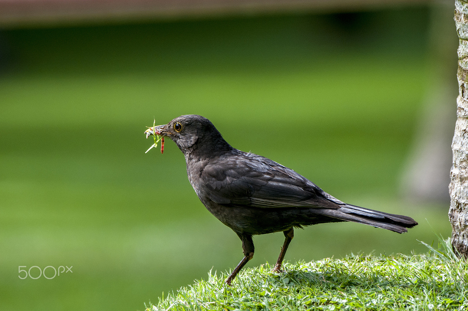 Nikon D300 sample photo. Worms bird babies photography