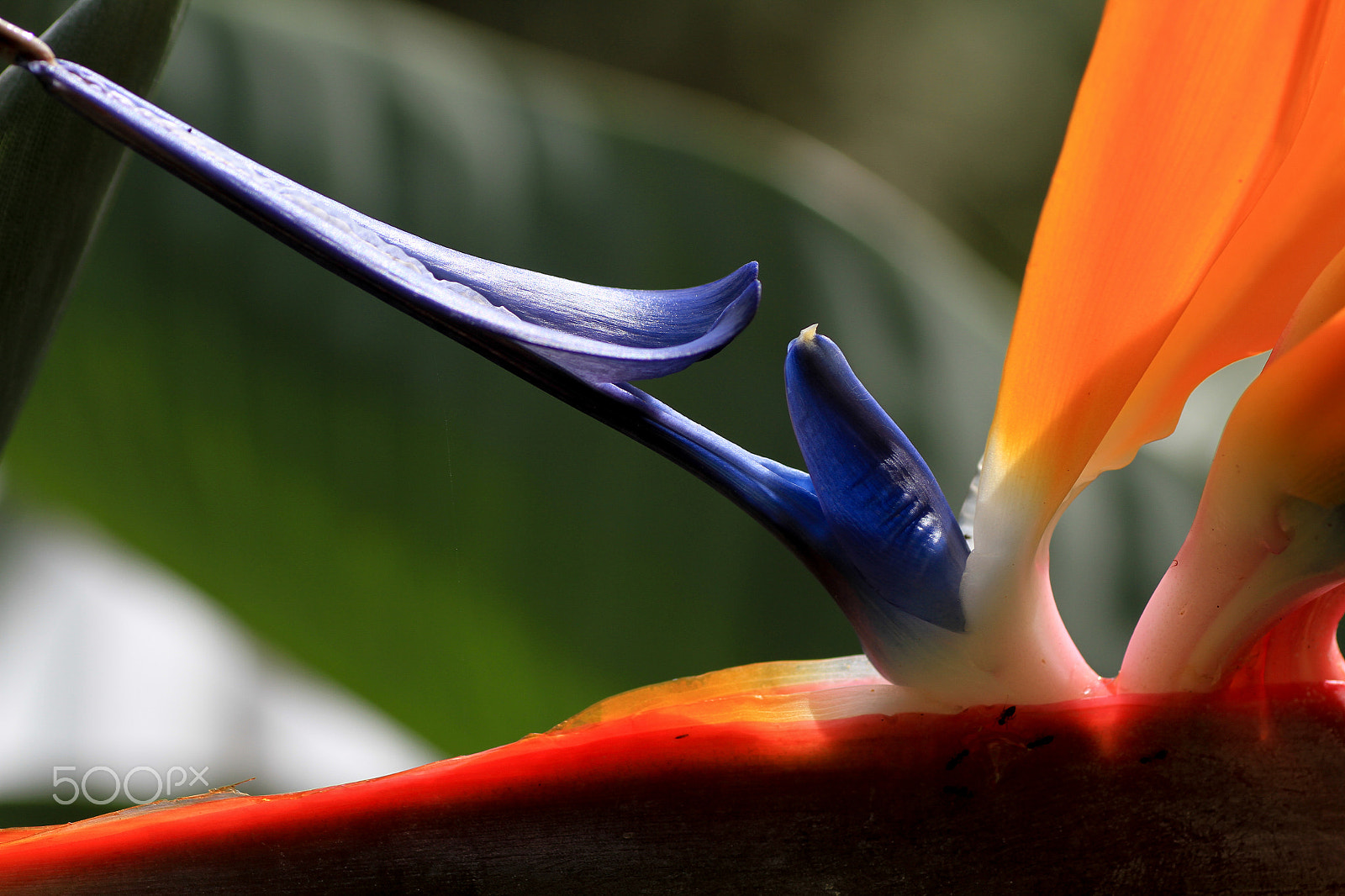 Canon EOS 7D + Tamron SP AF 90mm F2.8 Di Macro sample photo. Madeira - botanical garden photography