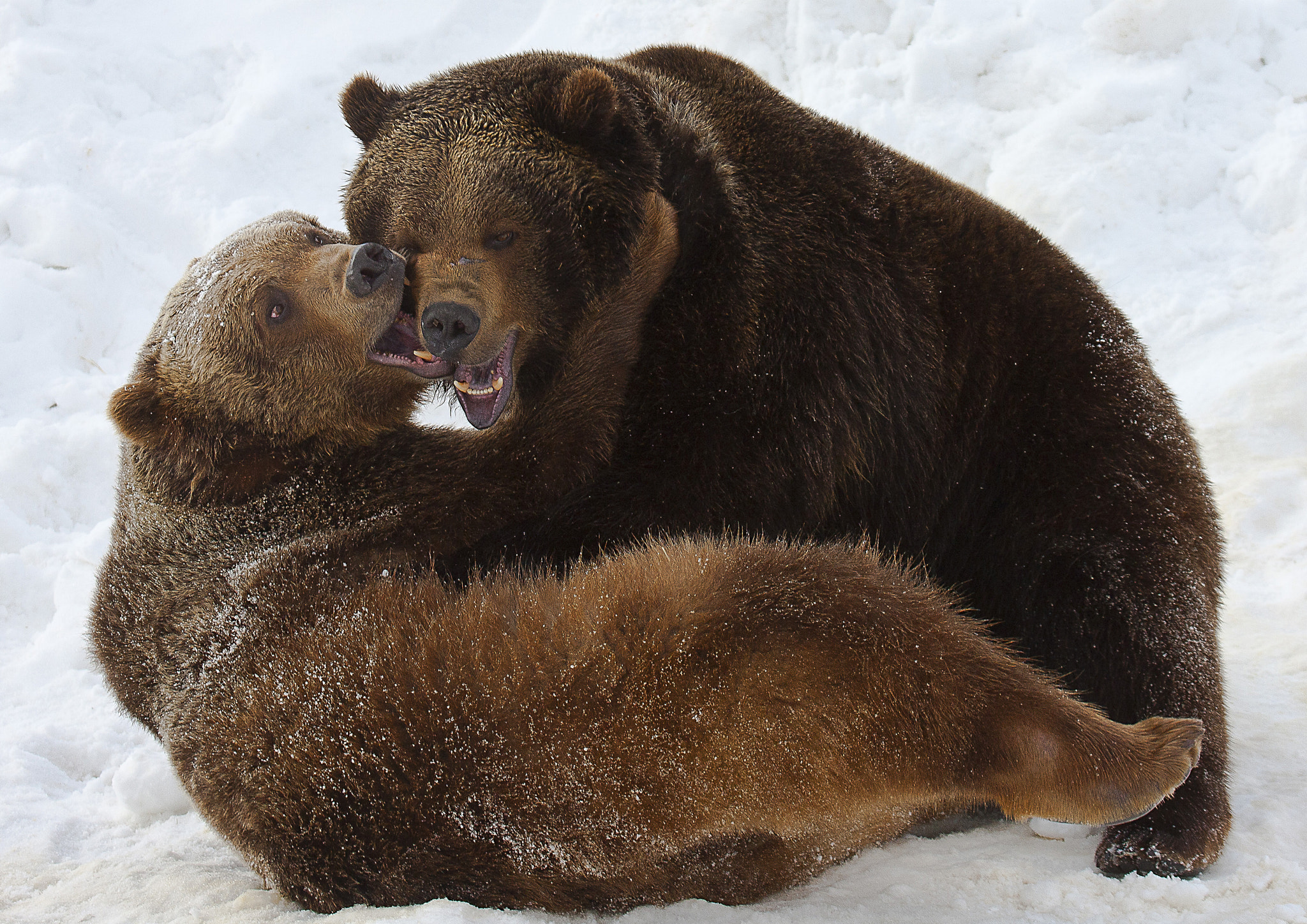 Canon EF 100-400mm F4.5-5.6L IS USM sample photo. Grizzlies playtime photography